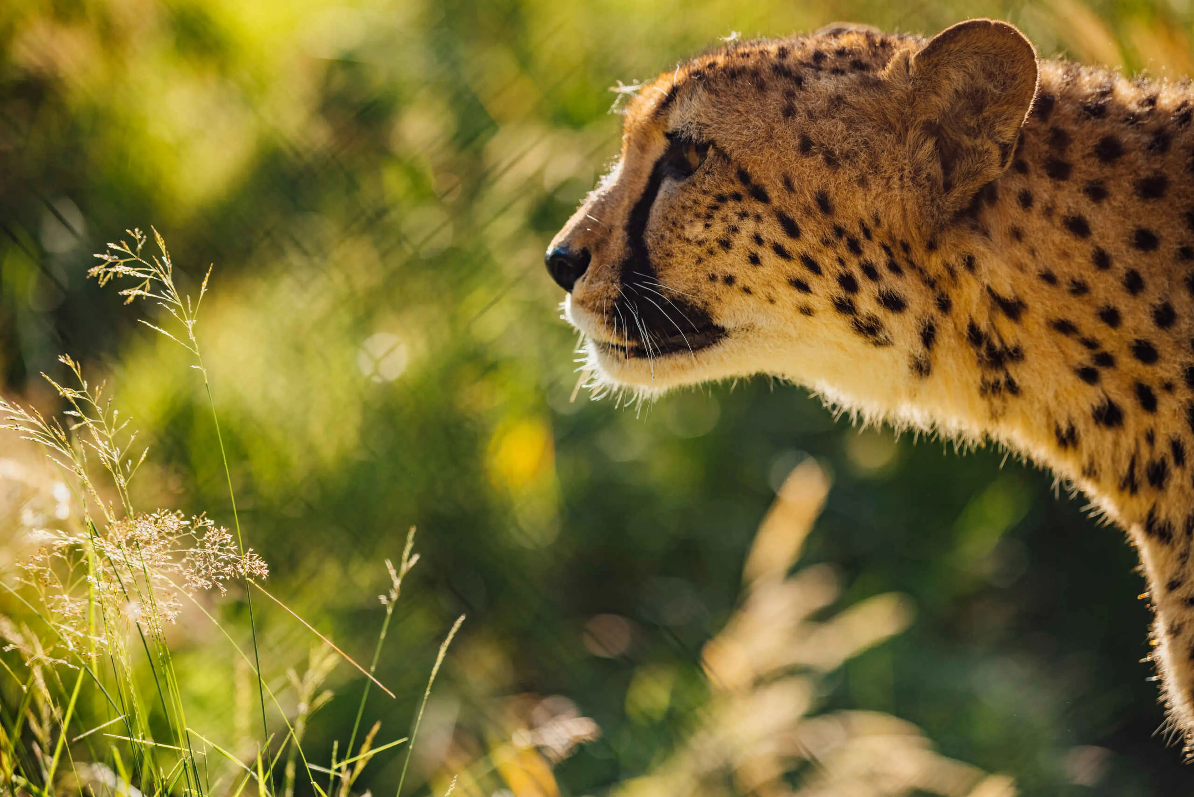 Cheeta close-up in de zomer in Safaripark Beekse Bergen
