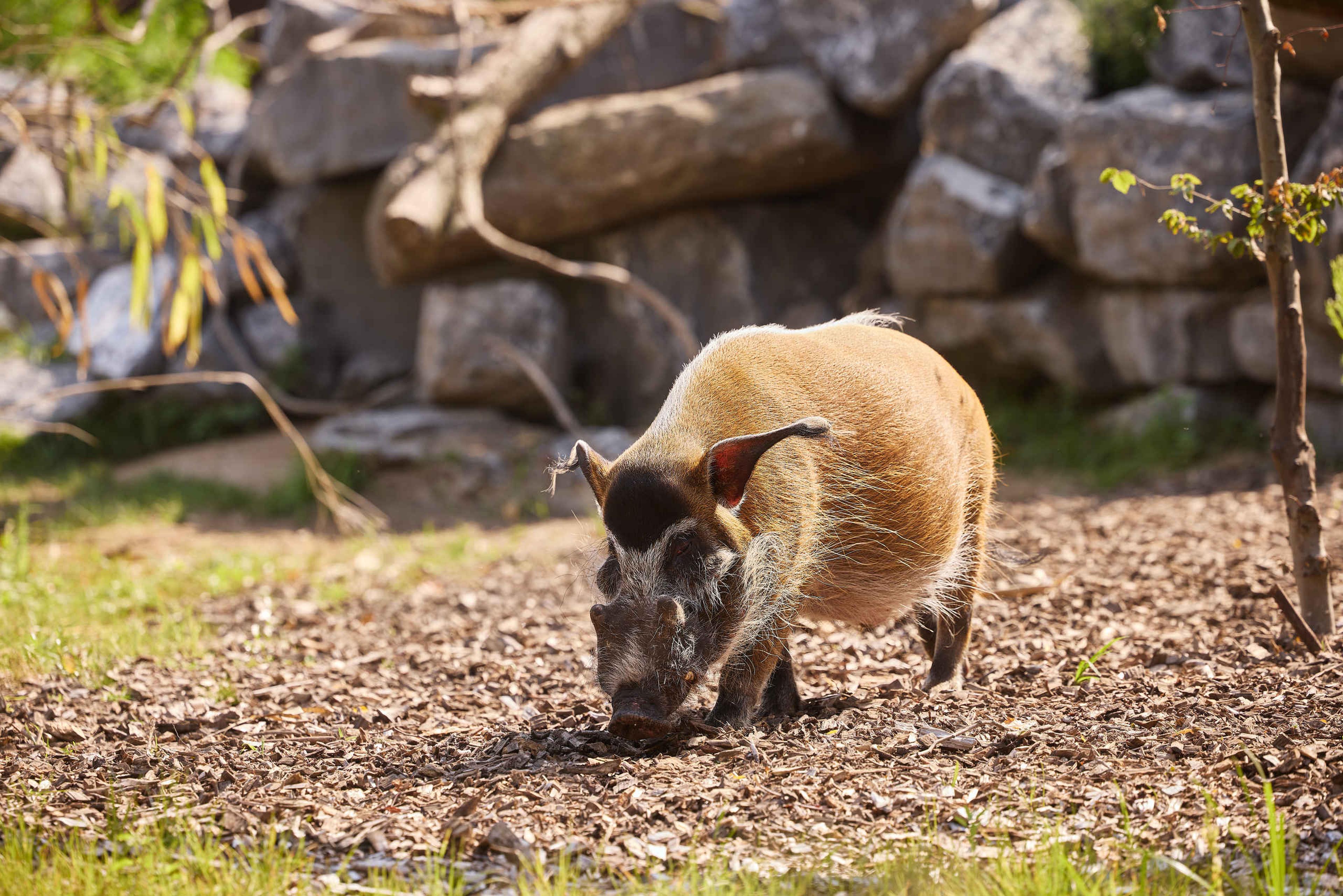 Penseelzwijn in ZooParc Overloon Dierentuintickets.nl