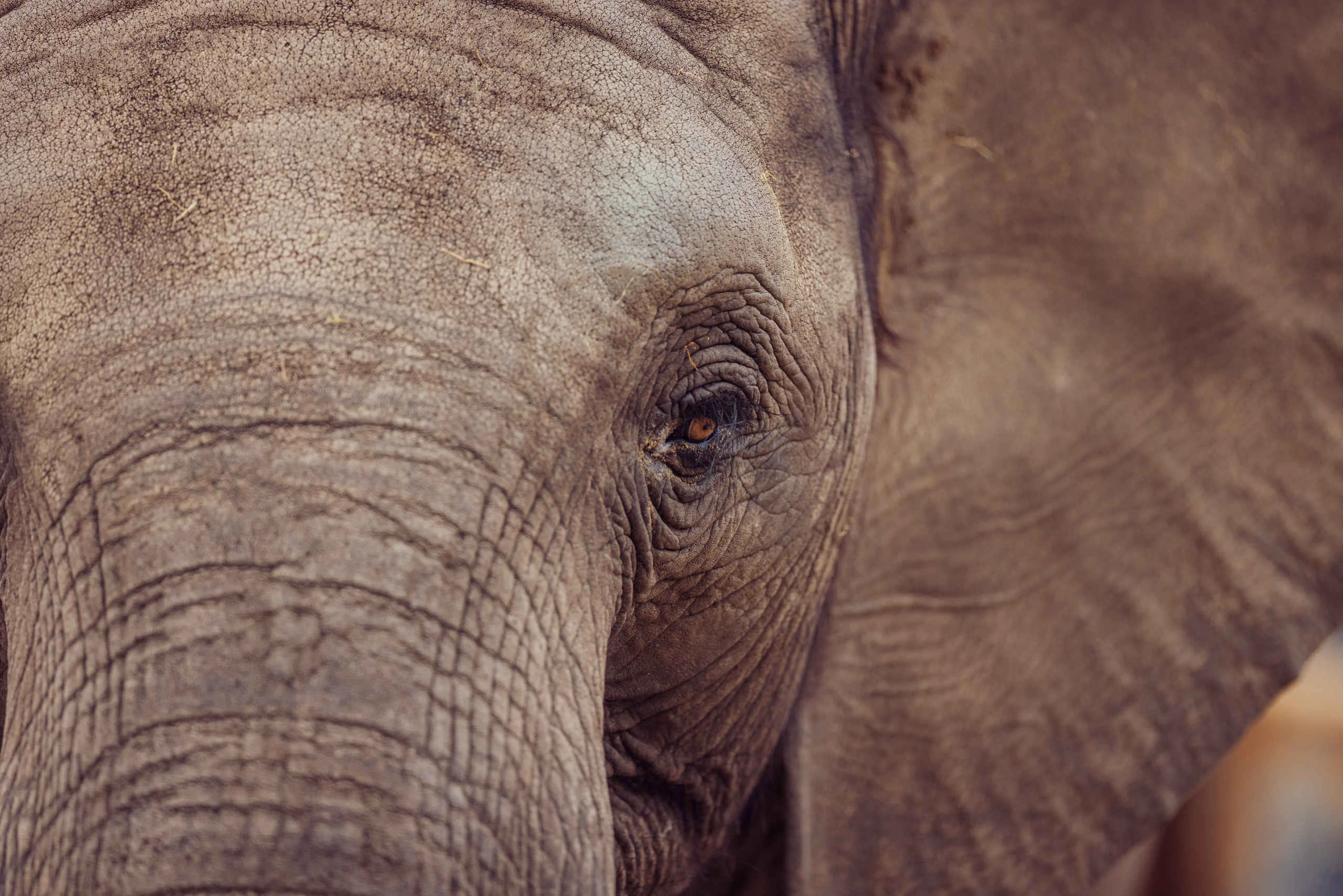 Close-up van een olifant in Safaripark Beekse Bergen