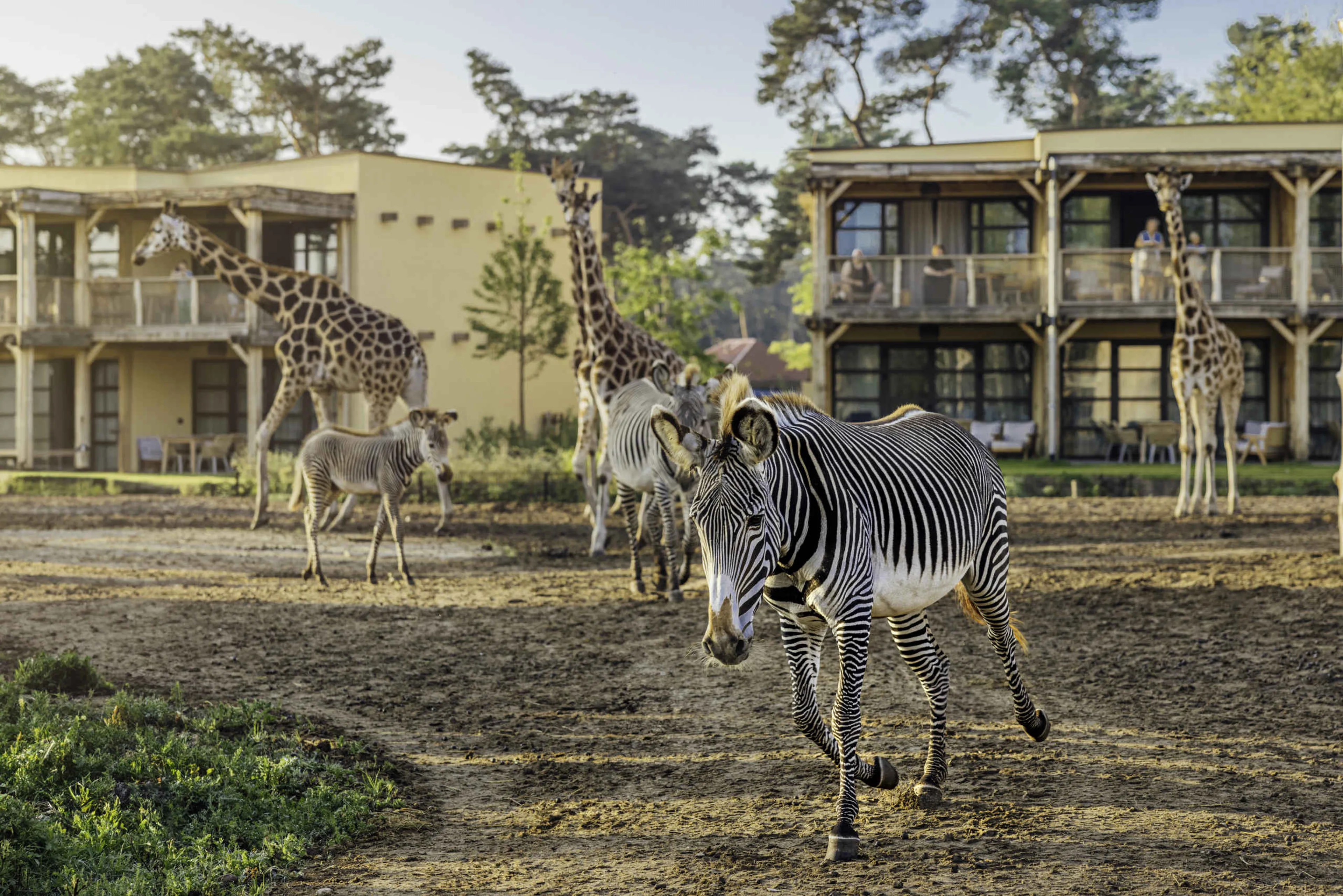 Zebra's en giraffen op savanne bij Safari Hotel Beekse Bergen