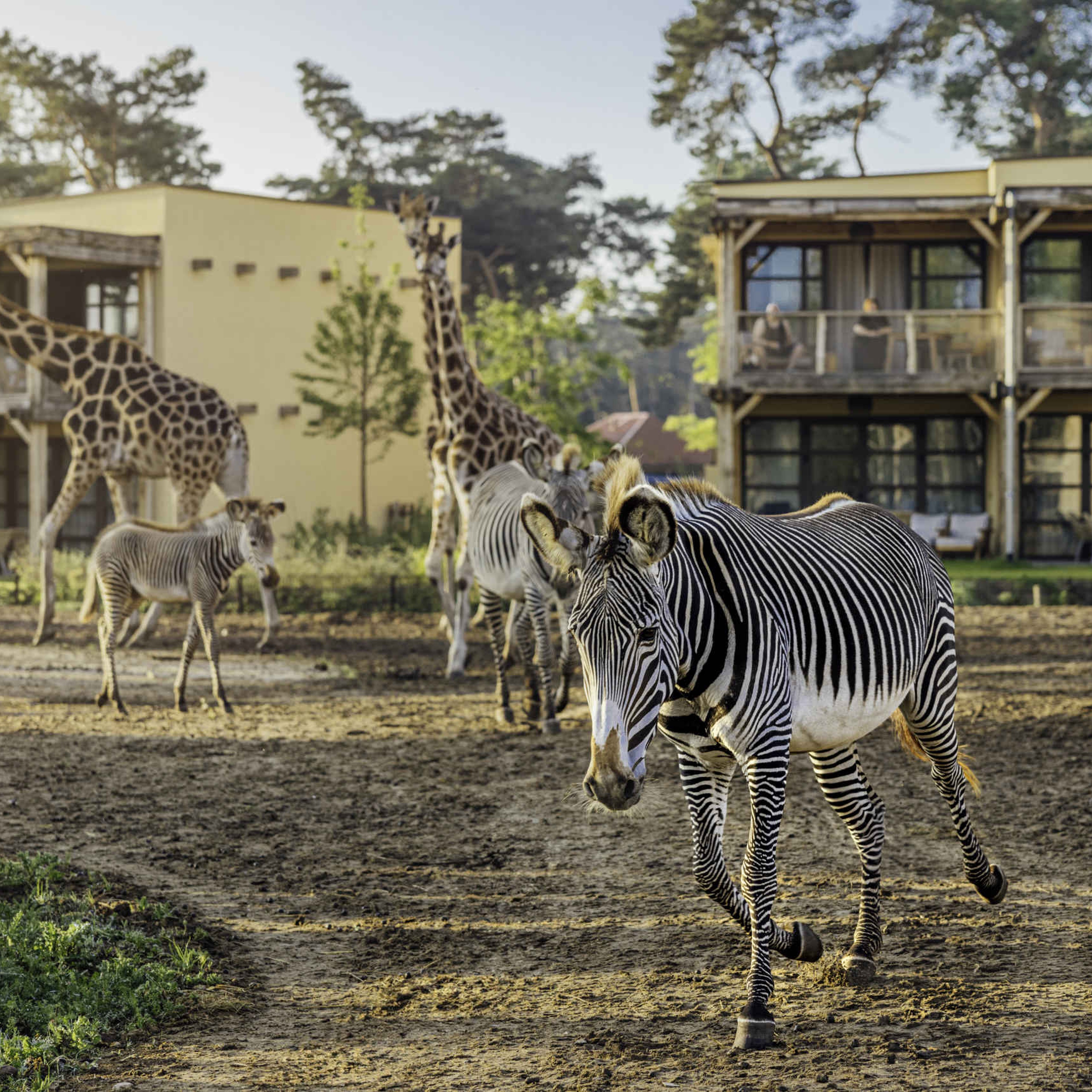 Zebra's en giraffen op savanne bij Safari Hotel Beekse Bergen