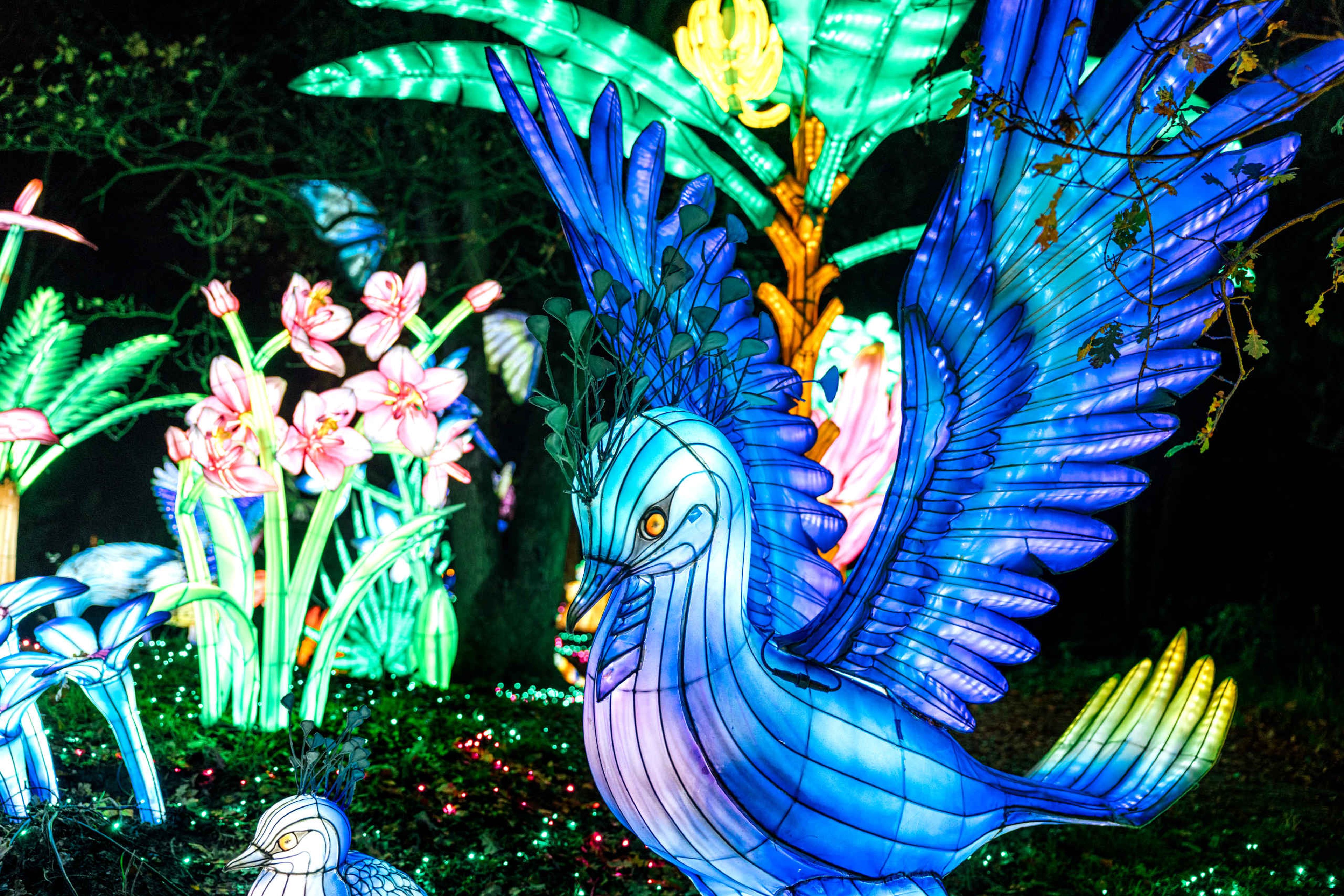 Lichtfiguur van een vogel tijdens Light Safari Beekse Bergen