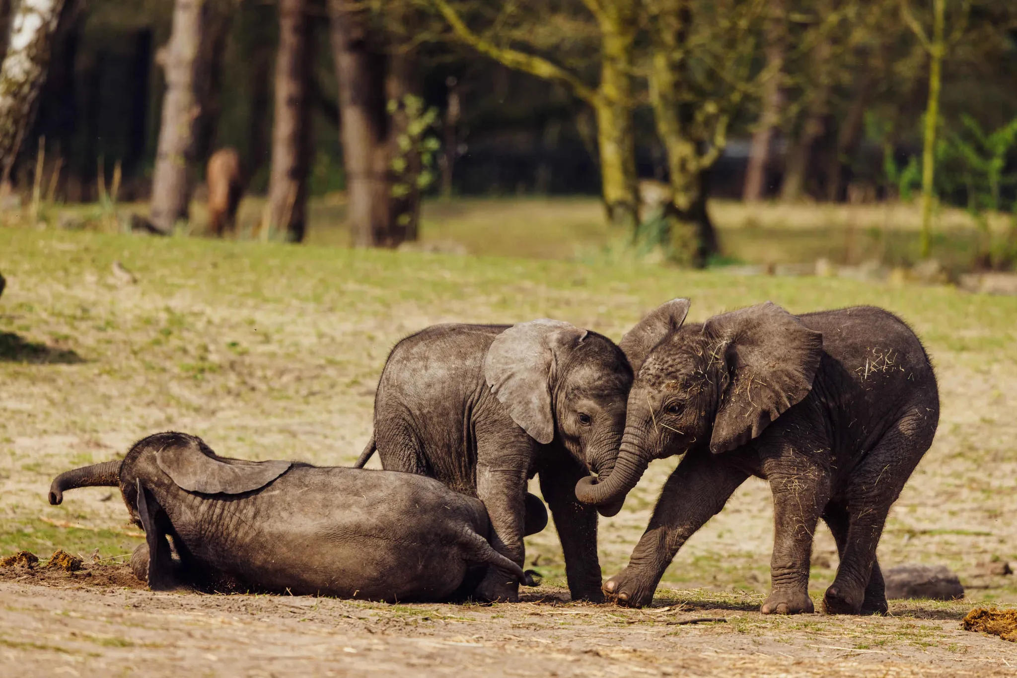 Drie jonge olifanten spelen op de savanne bij Safaripark Beekse Bergen.