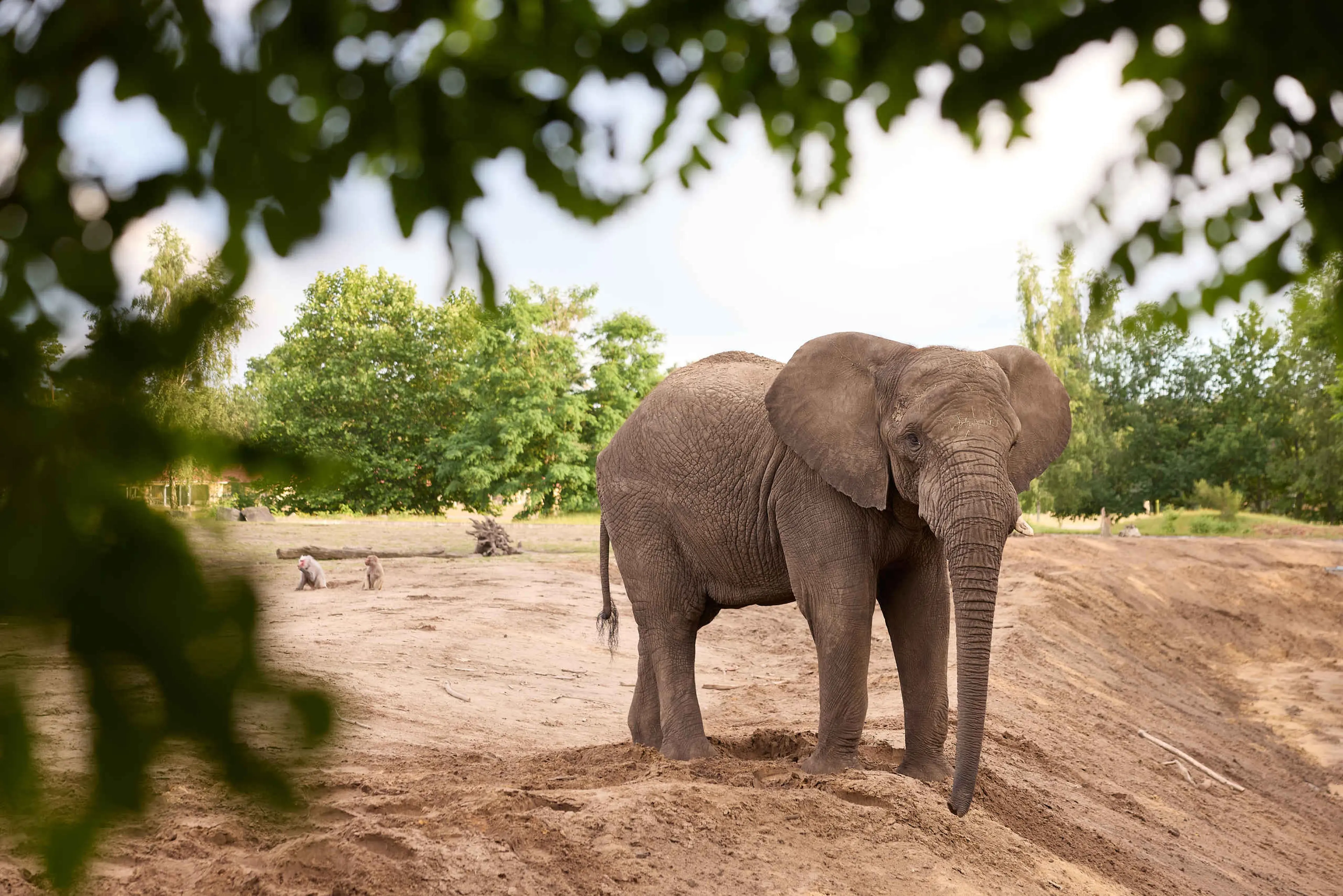 Olifant in Afrikadorp tussen de bomen in Safaripark Beekse Bergen