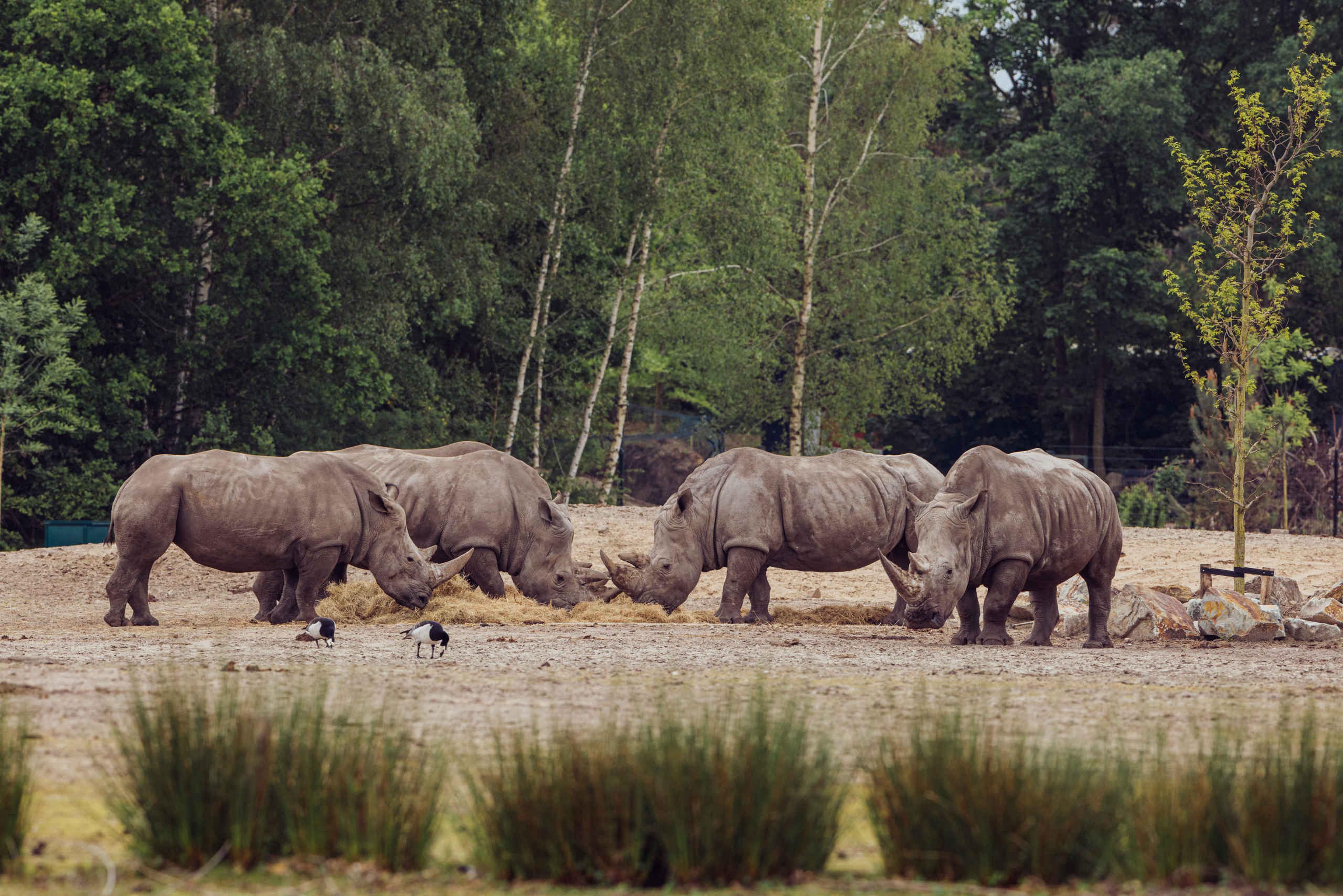 Vier neushoorns staan te eten op de savanne bij Safaripark Beekse Bergen.
