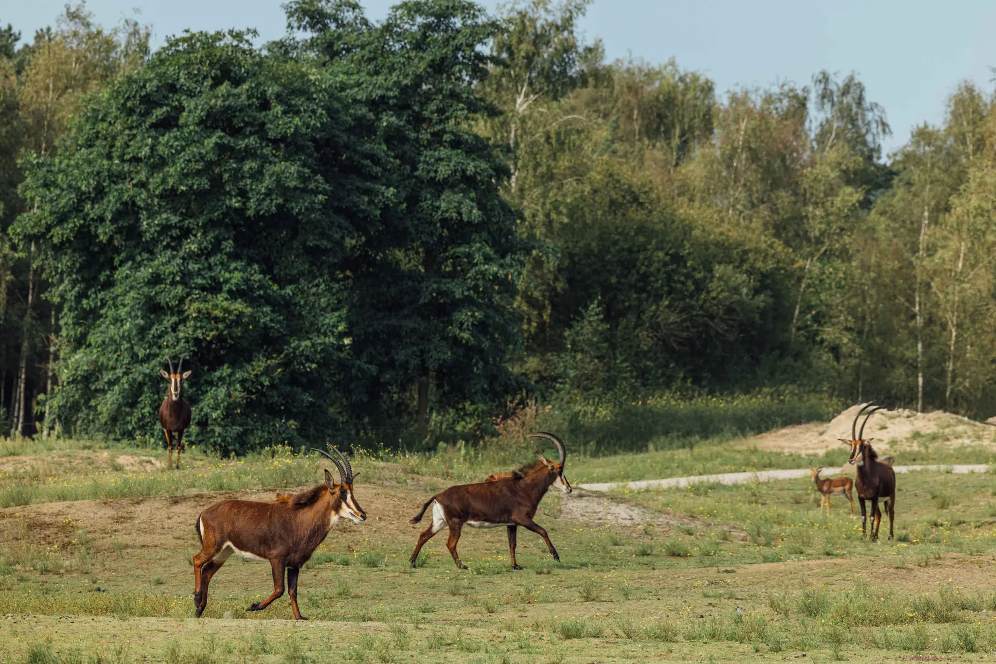 Zwarte paardantilope op gras in Safaripark Beekse Bergen