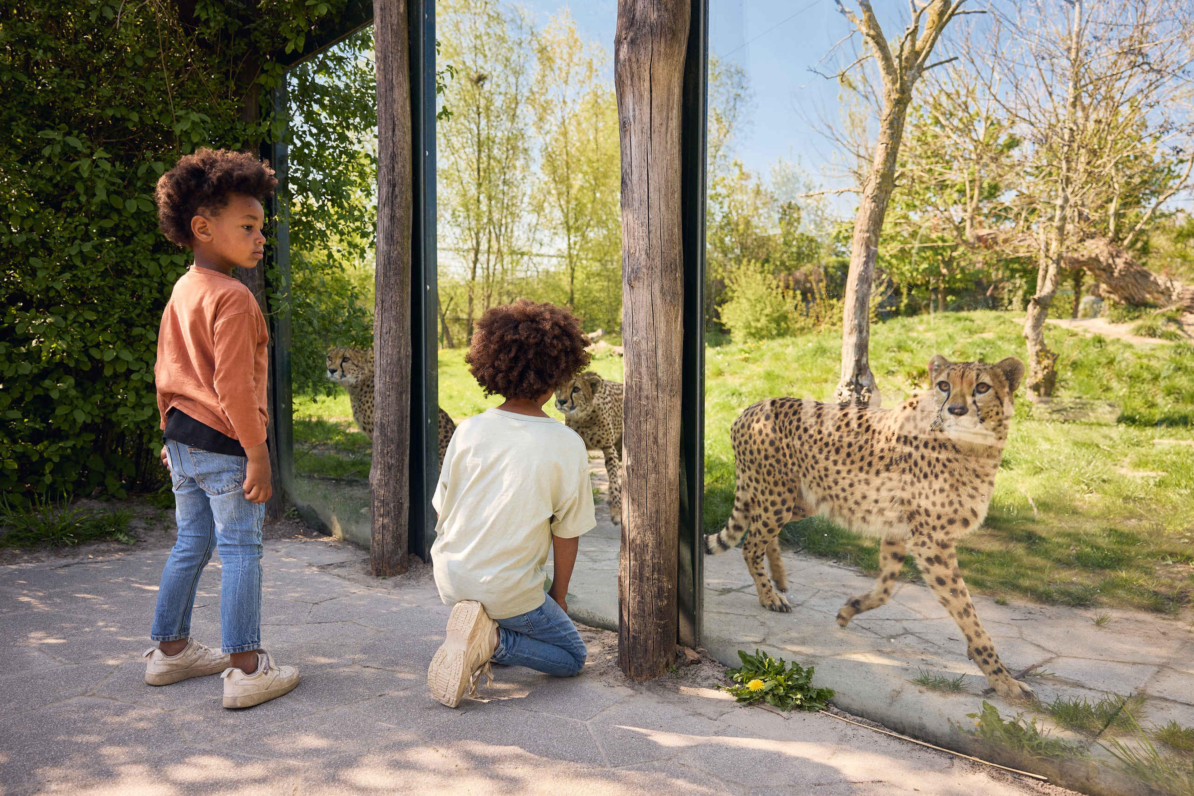 Kinderen kijken bij cheeta in Eindhoven Zoo