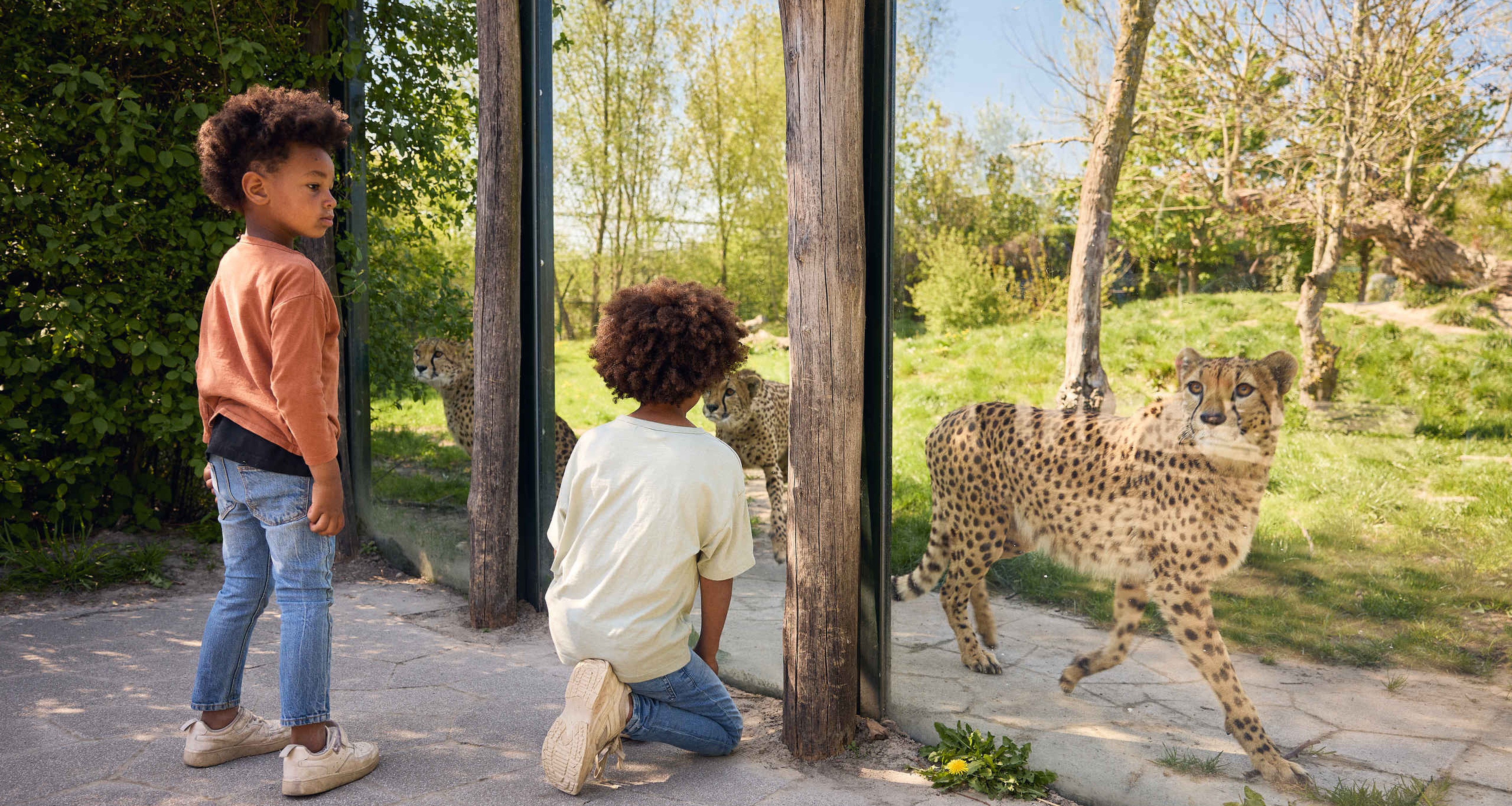 Kinderen kijken bij cheeta in Eindhoven Zoo