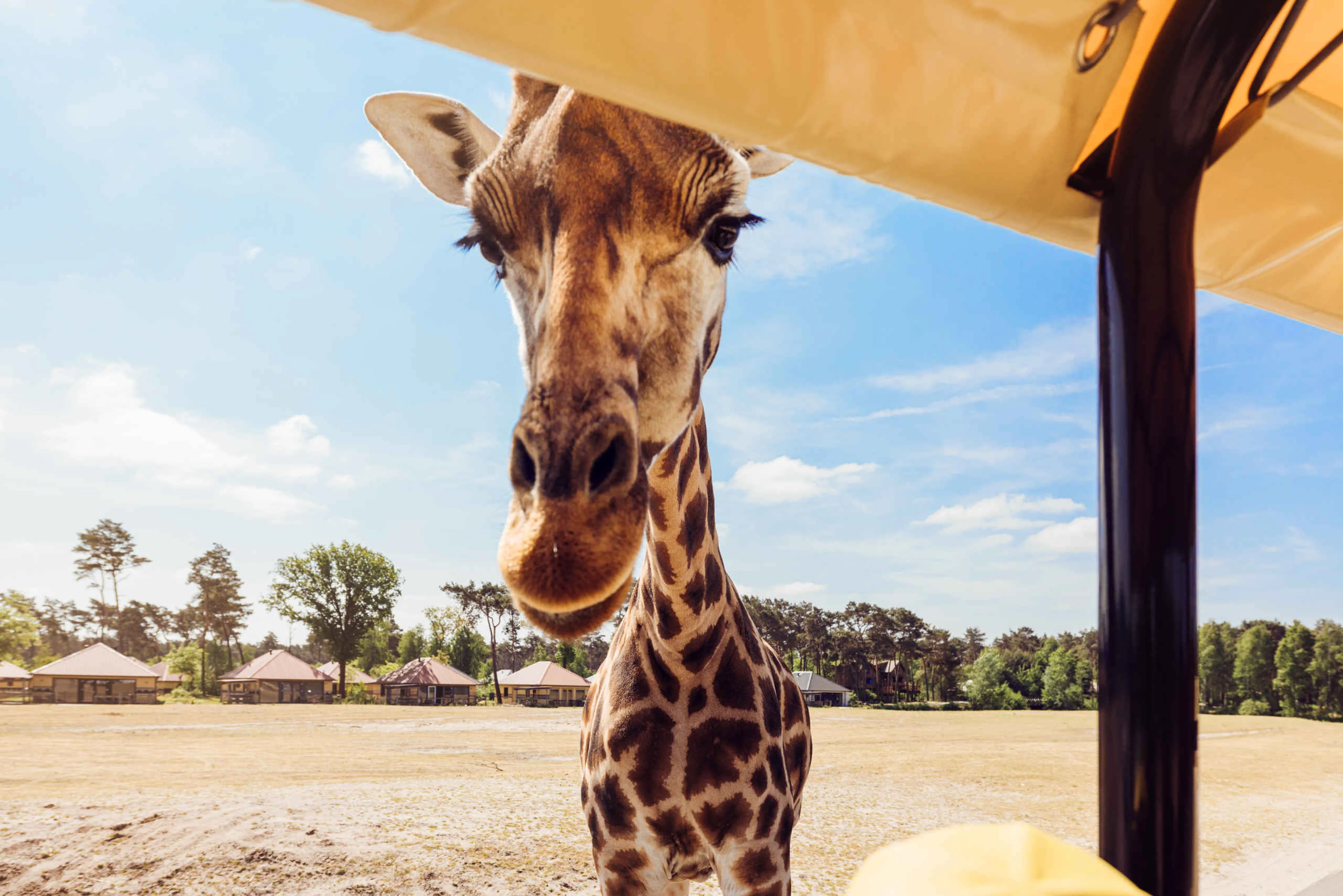 Giraffe dichtbij gamedrive in Safaripark Beekse Bergen
