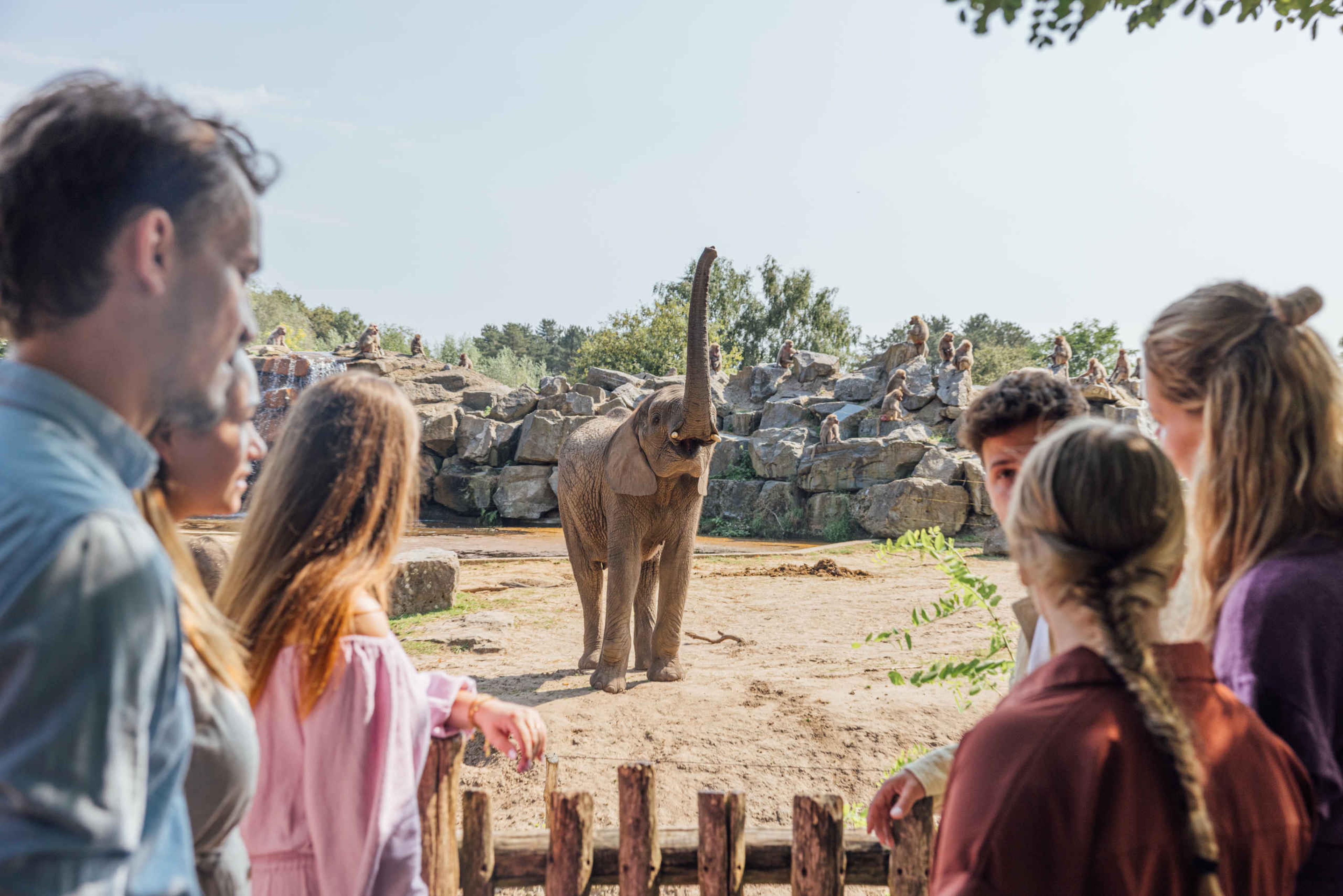 Groep bij de olifanten in Safaripark Beekse Bergen
