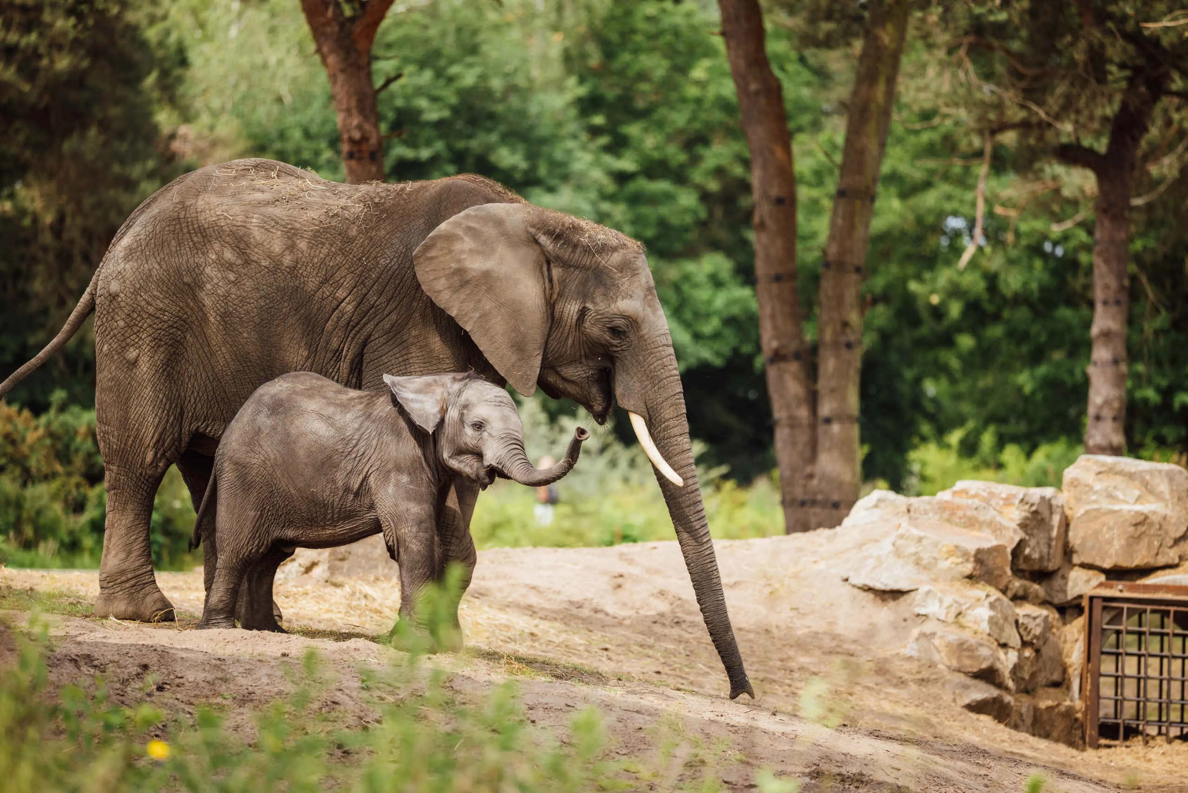 Olifanten op olifantenvallei in Safaripark Beekse Bergen Dierentuintickets NL