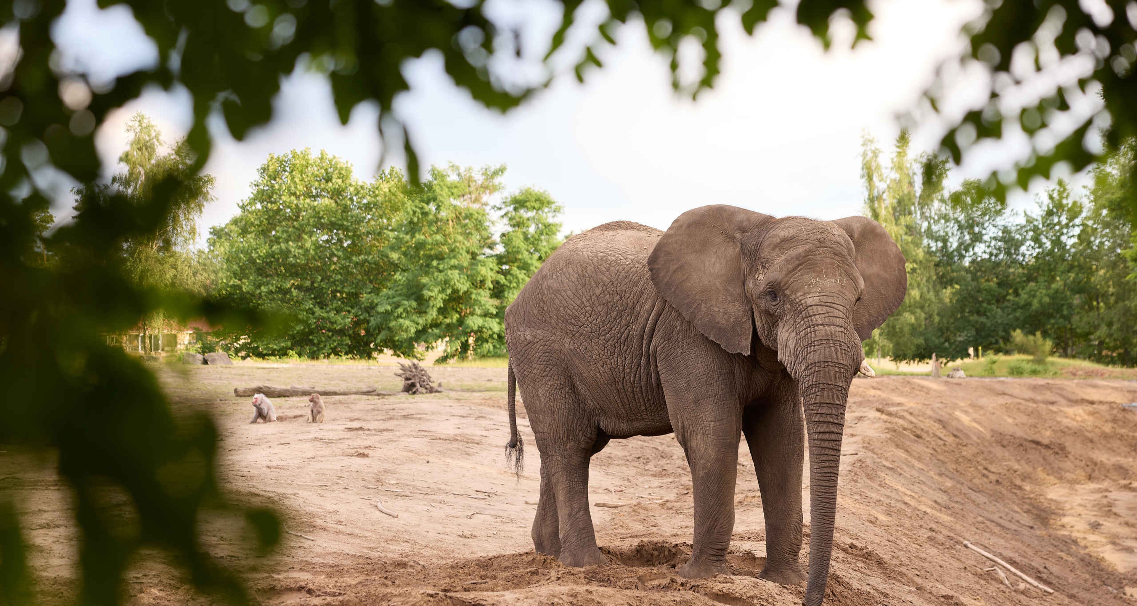 Olifant in de zomer met takken in Safaripark Beekse Bergen