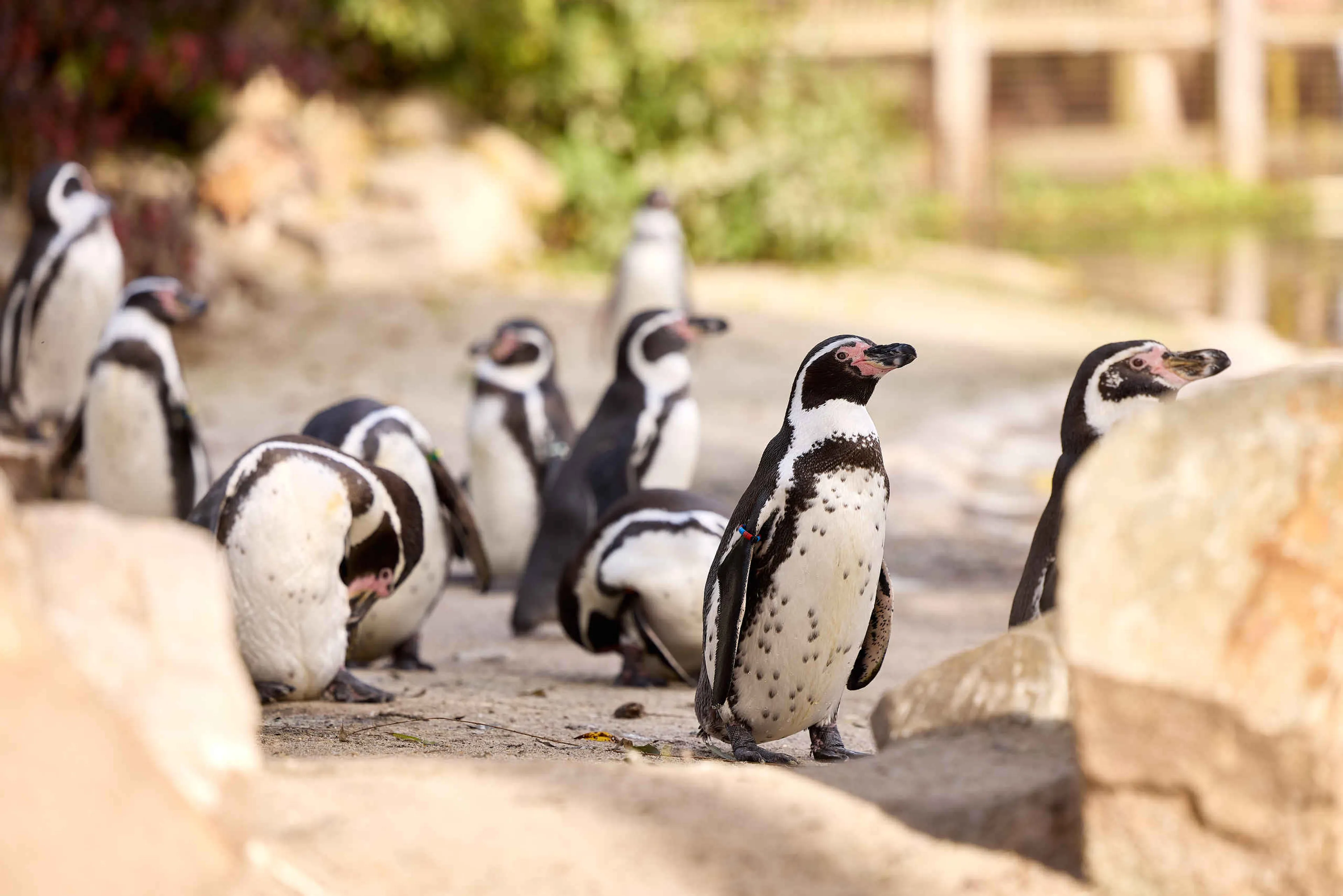 Groep met pinguins in Eindhoven Zoo