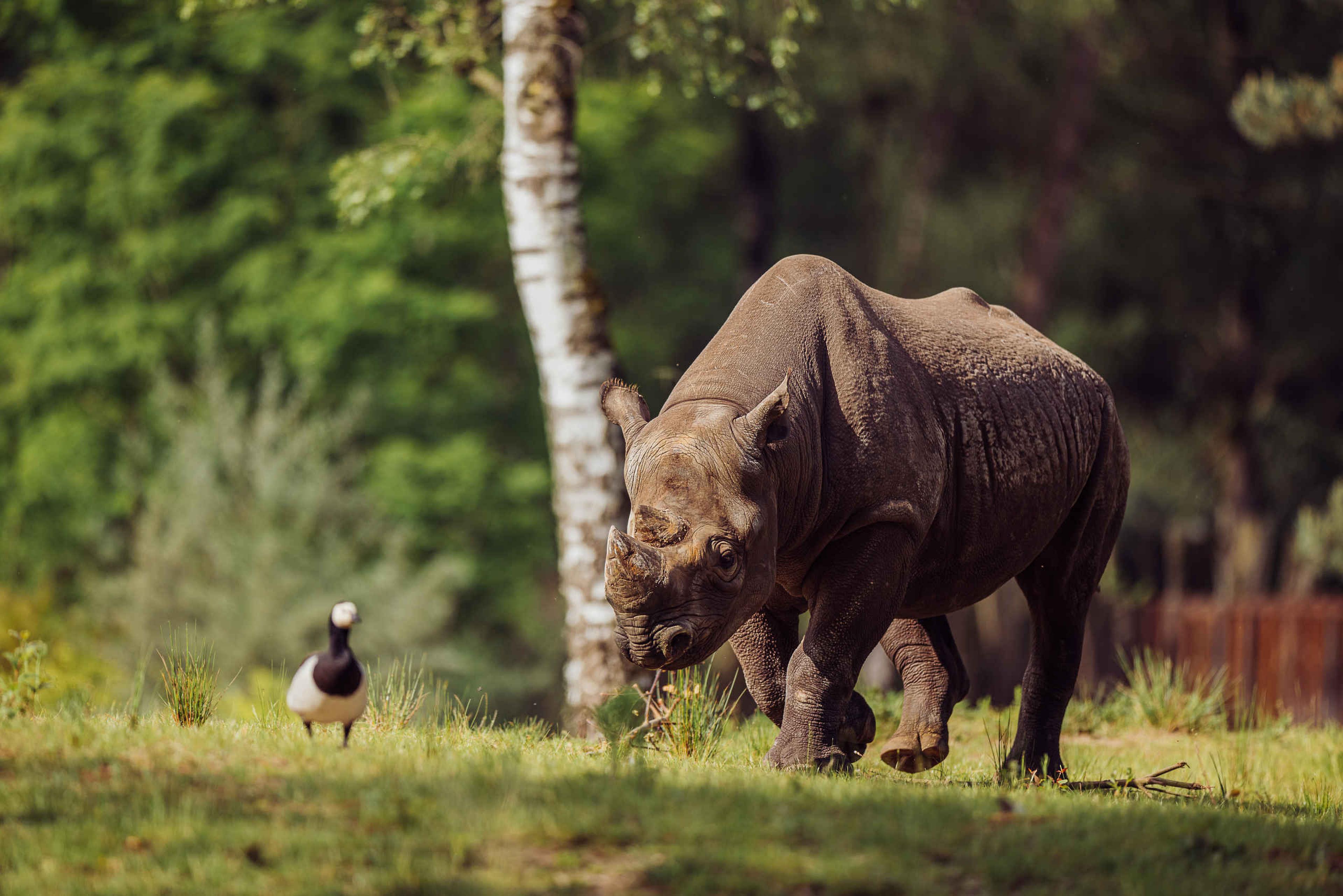 Een neushoorn en een vogel op de savanne bij Safaripark Beekse Bergen, te bezoeken met de 1-daagse Attractiepas van Vakantiepark Dierenbos.