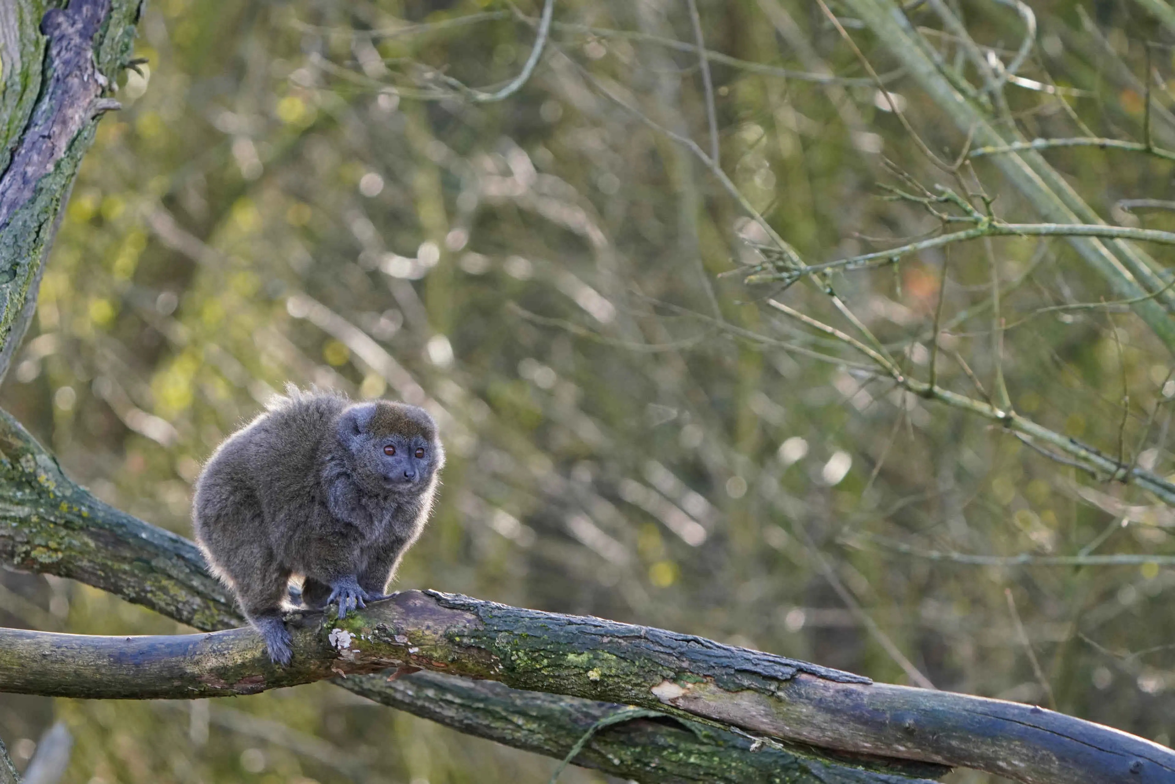 Aap dier op tak close-up ZooParc Overloon
