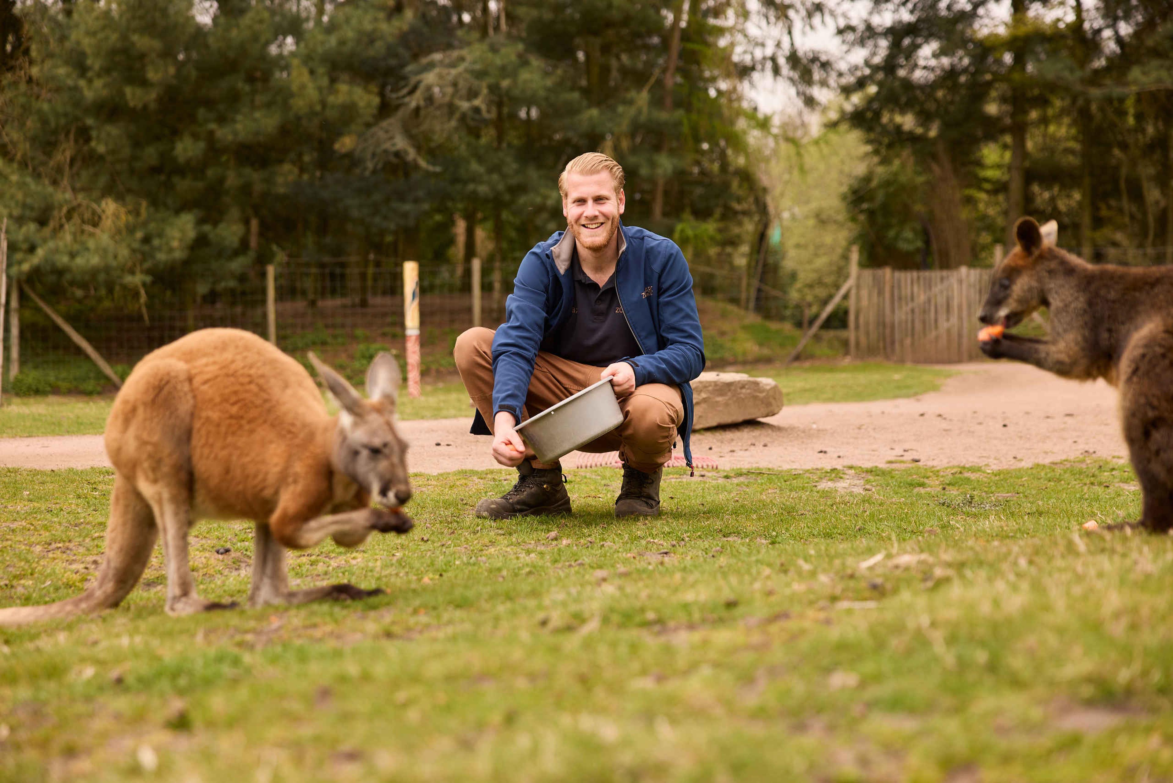 Dierenverzorger met wallaby's en kangaroes in ZooParc Overloon