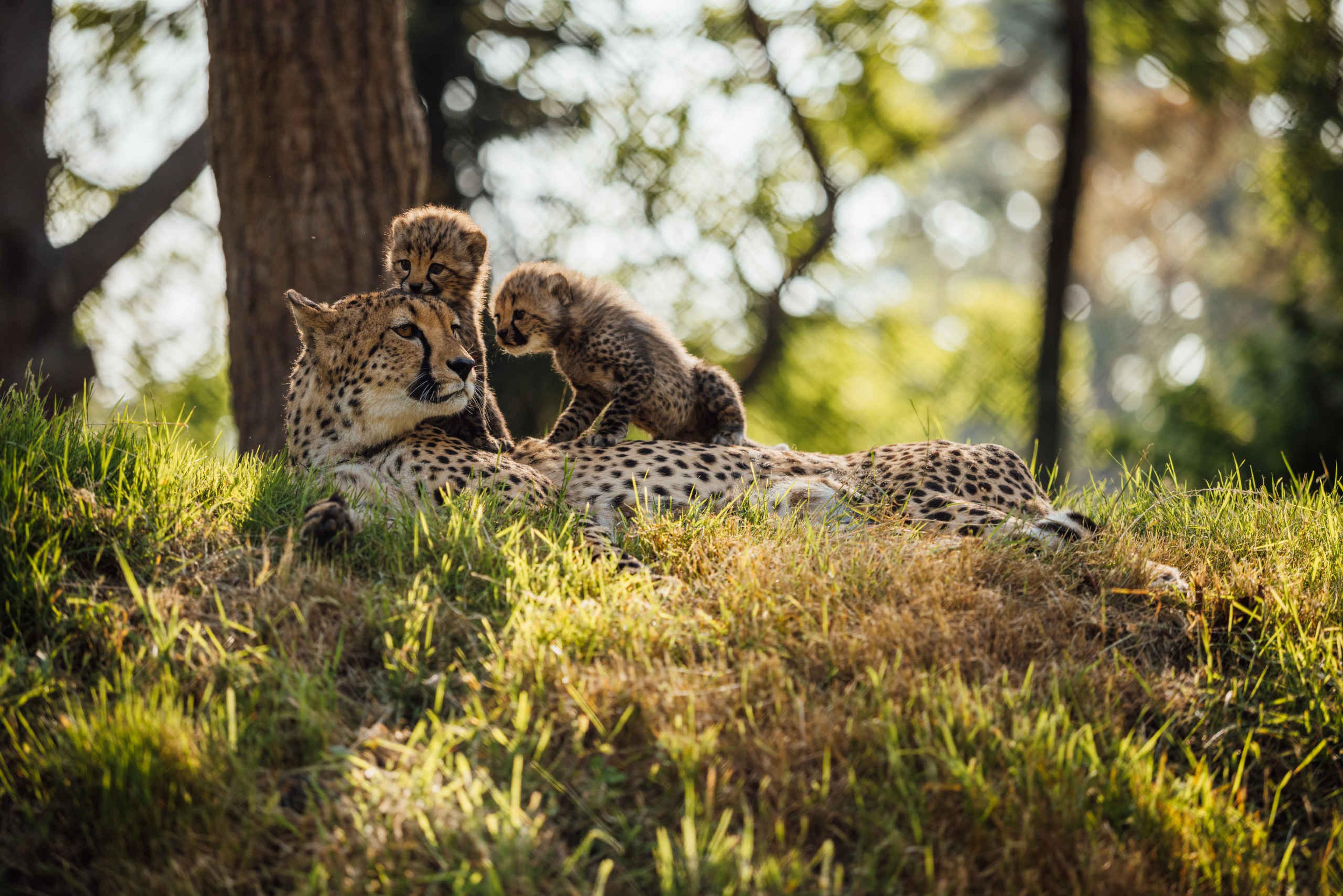 Zomer cheeta met jongen buiten in Safaripark Beekse Bergen