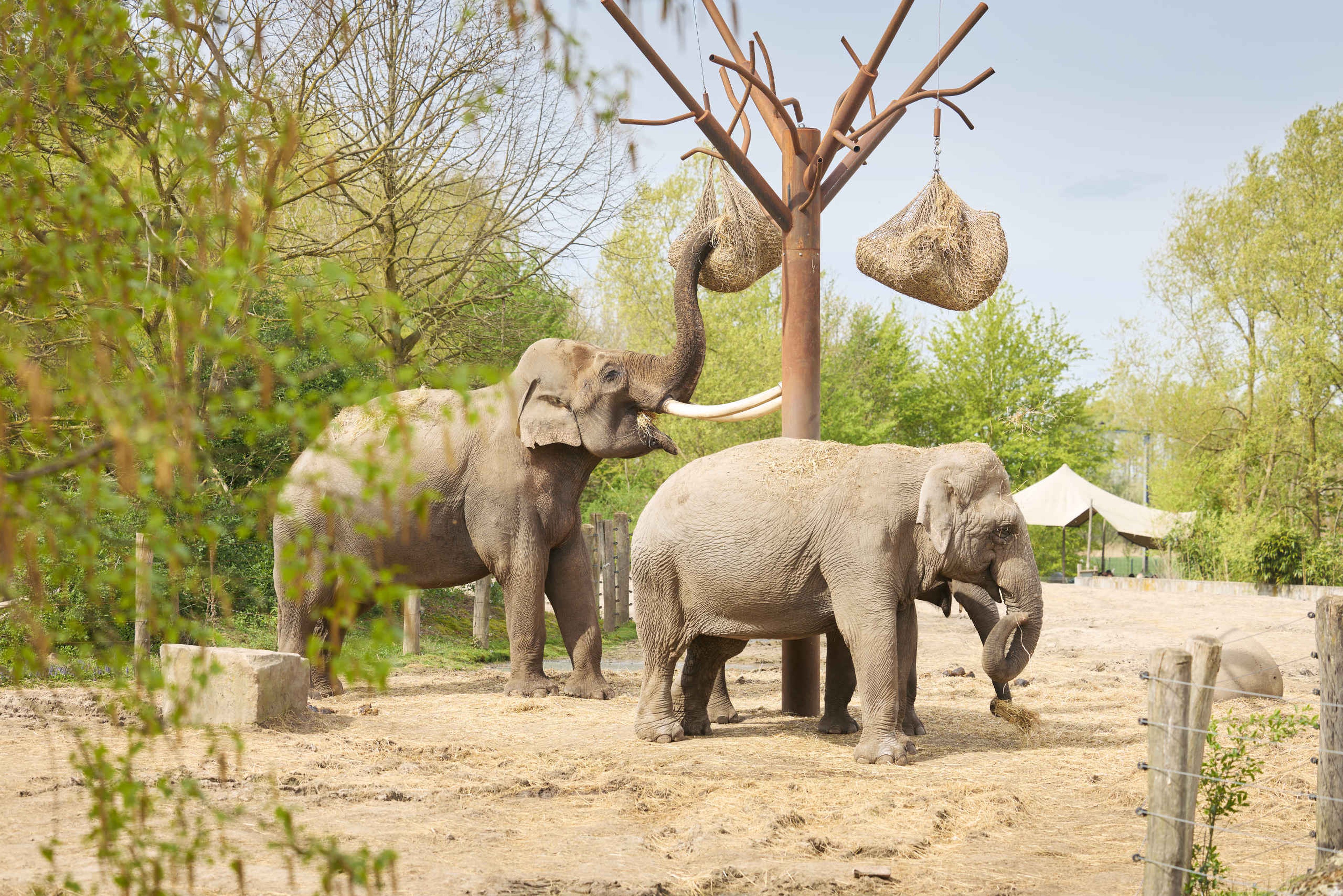 Twee Aziatische olifanten genieten van hun eten in Eindhoven Zoo