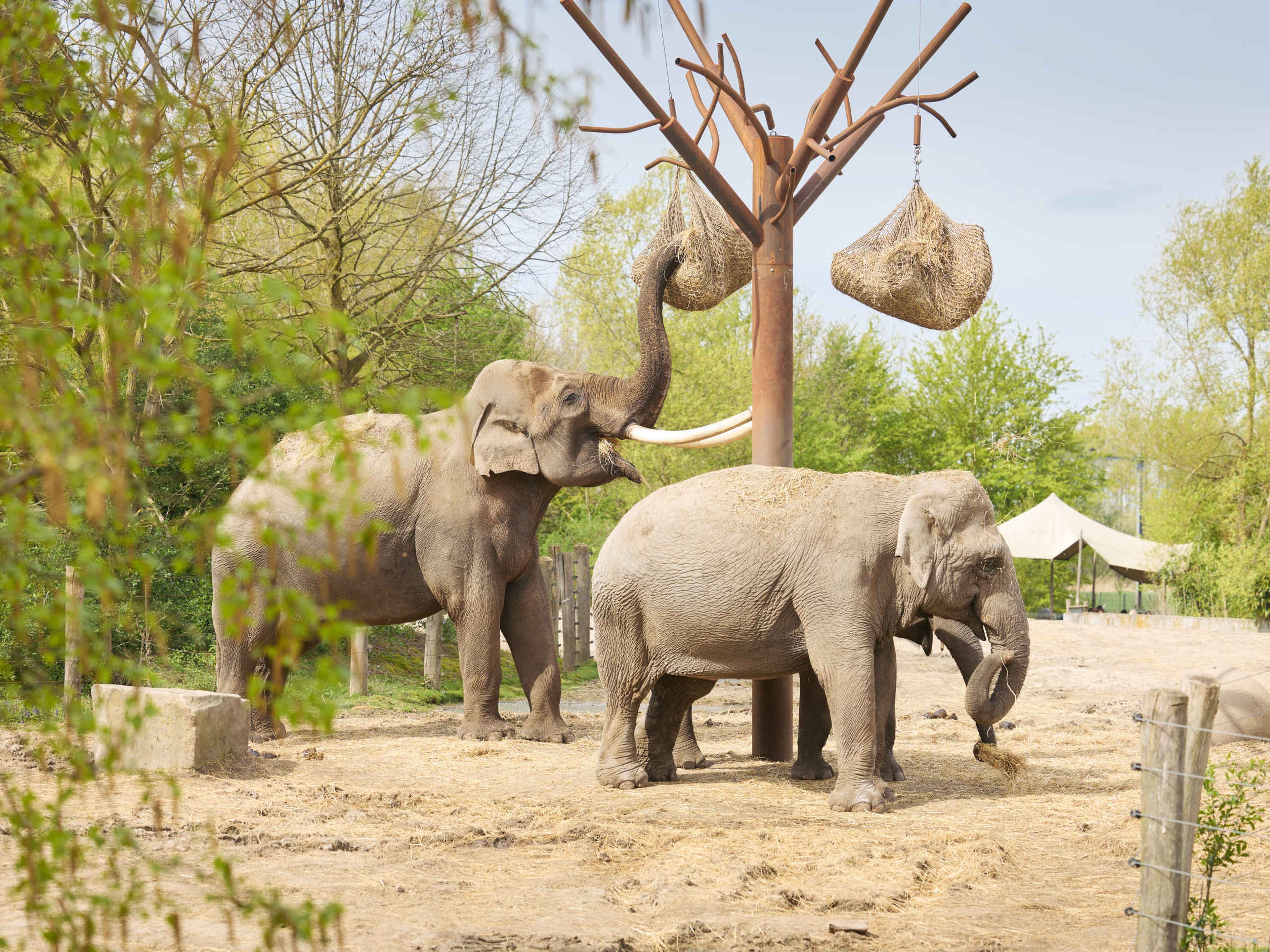 Twee Aziatische olifanten genieten van hun eten in Eindhoven Zoo