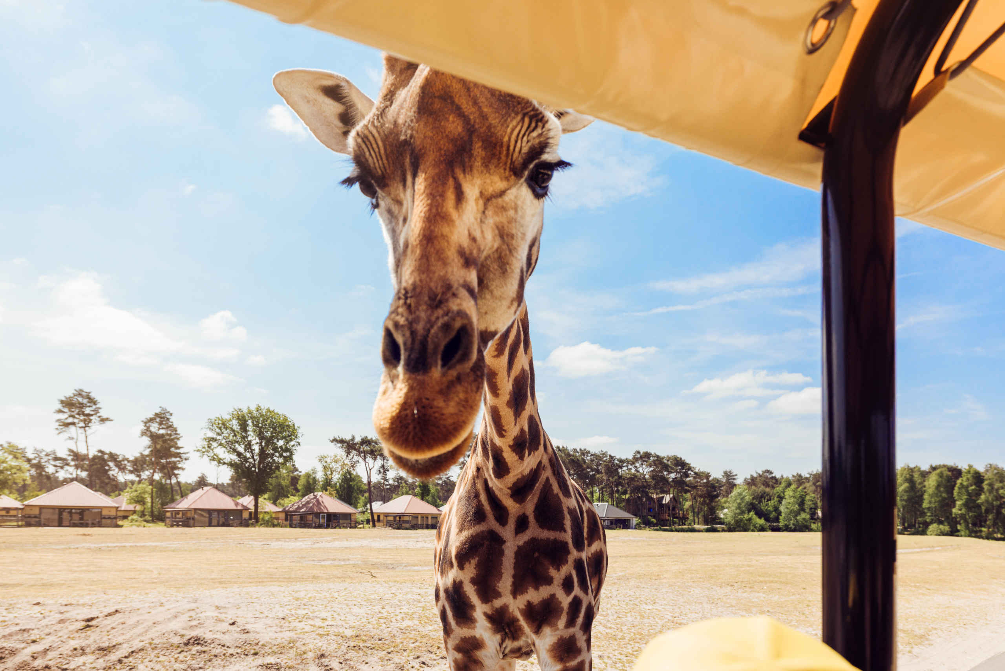 Zomer giraf in Gamedrive Safaripark Beekse Bergen