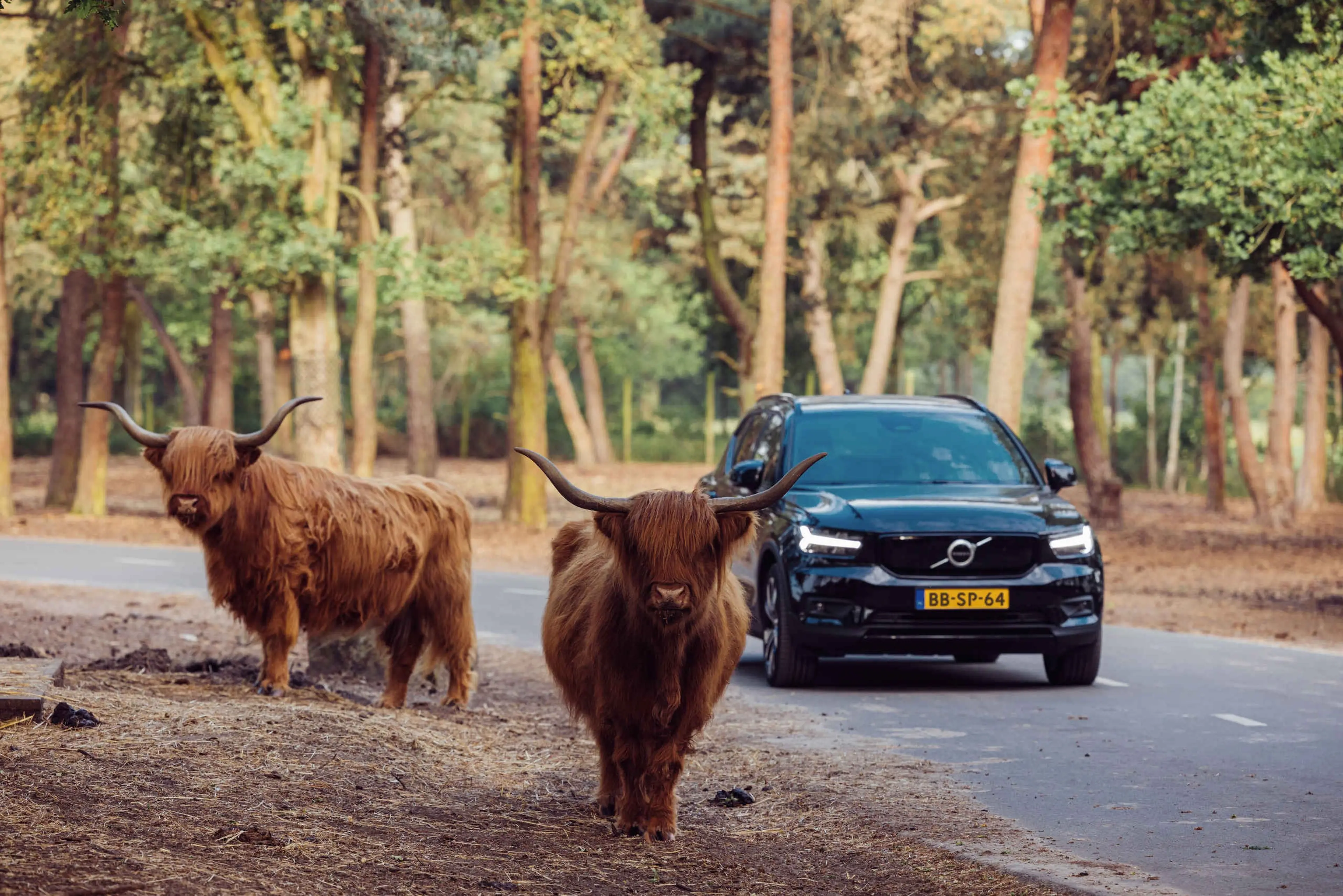 Een auto rijdt langs de Schotse hooglanders in de autosafari bij Safaripark Beekse Bergen.