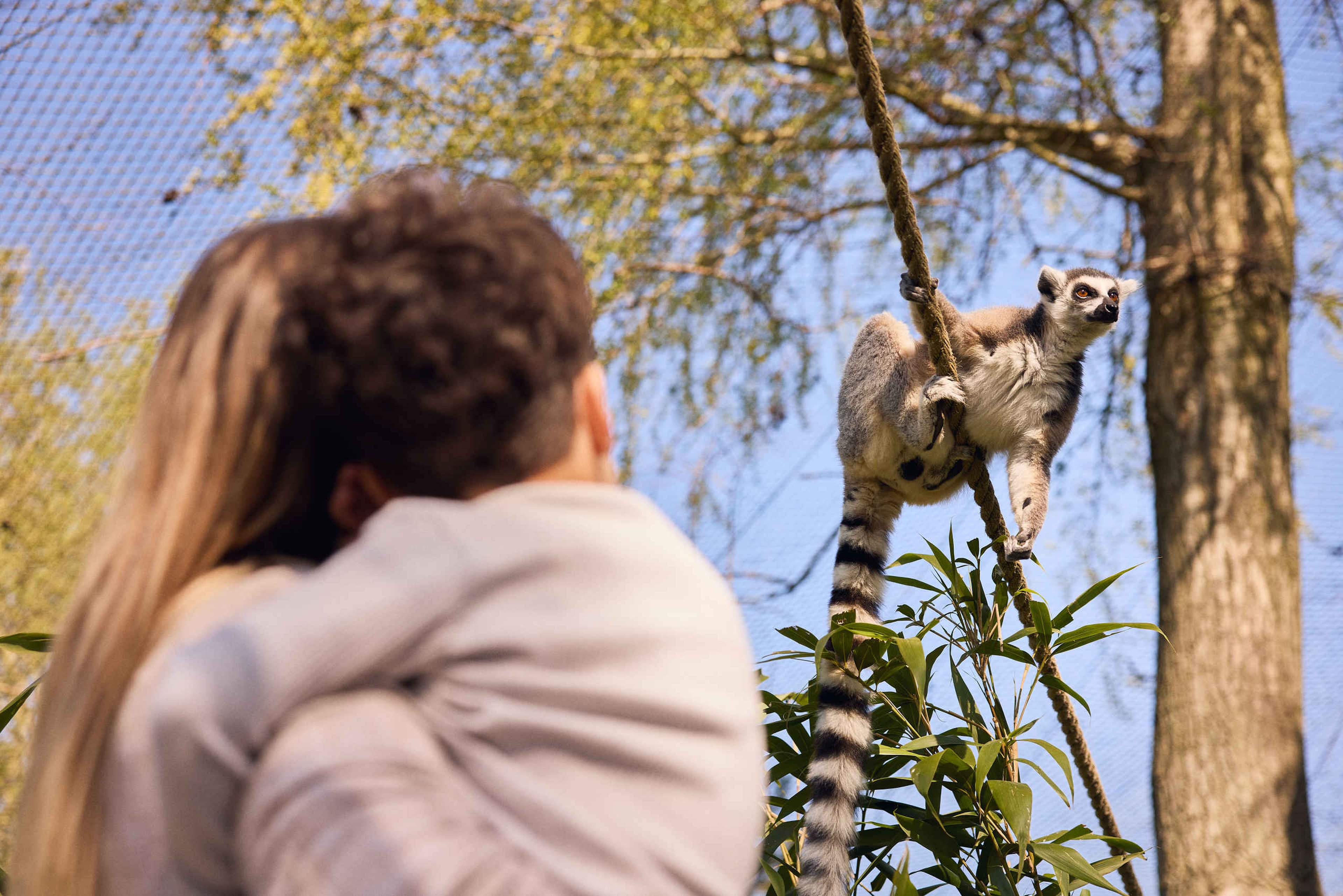 Een ringstaartmaki zit op een touw terwijl een moeder en zoon toekijken in Eindhoven Zoo