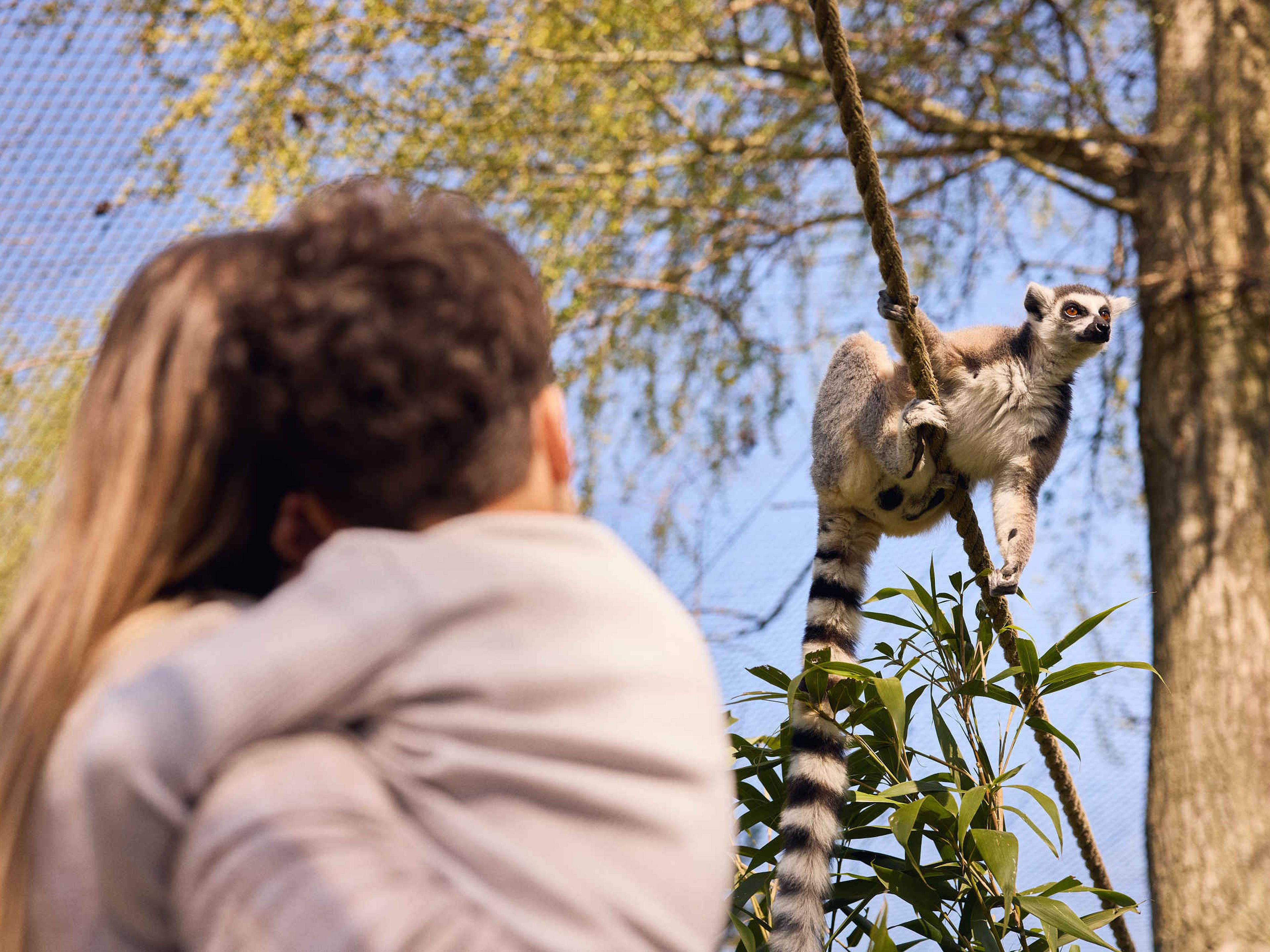 Een ringstaartmaki zit op een touw terwijl een moeder en zoon toekijken in Eindhoven Zoo