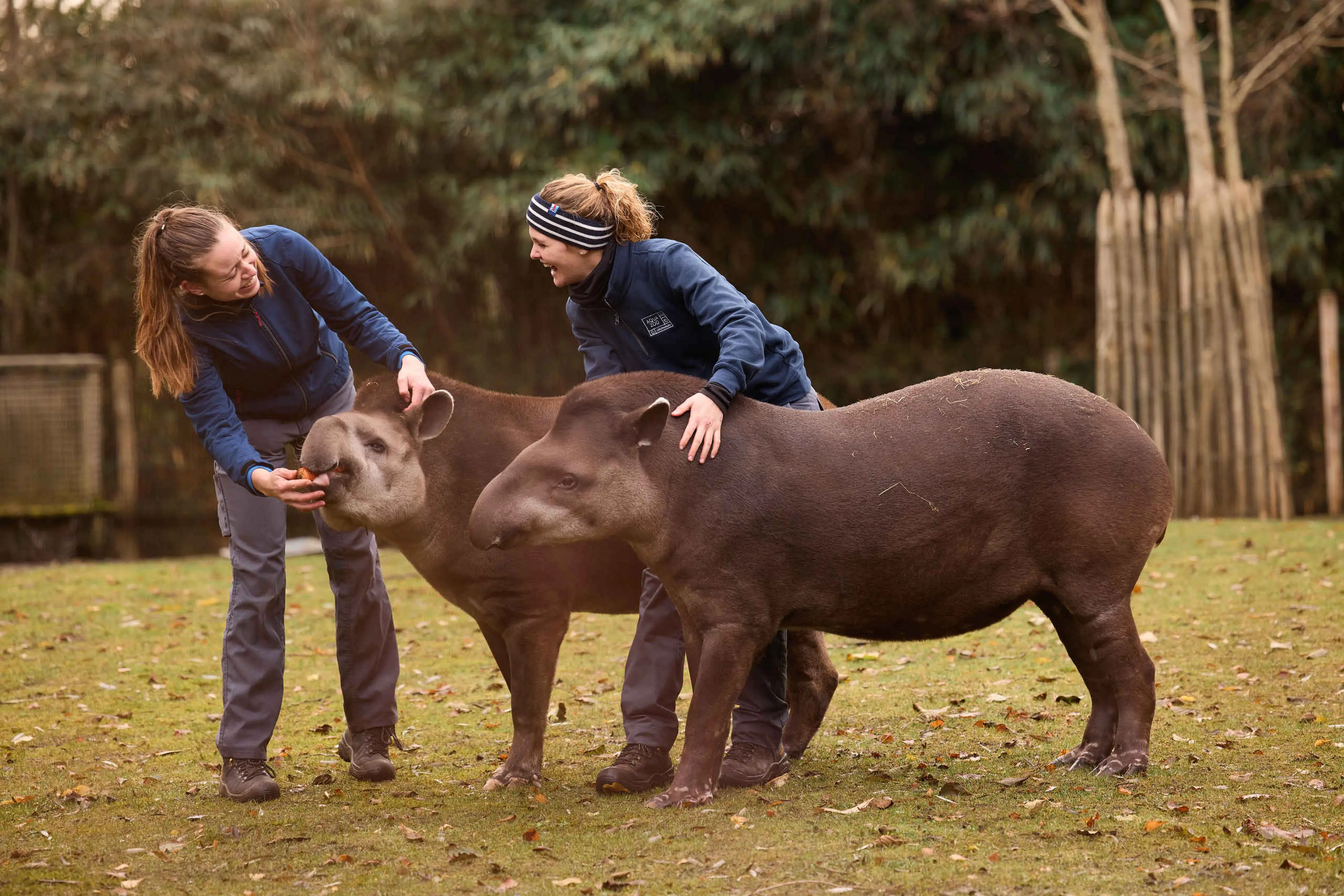 Vrouwen dierverzorger tapir personeel AquaZoo Leeuwarden