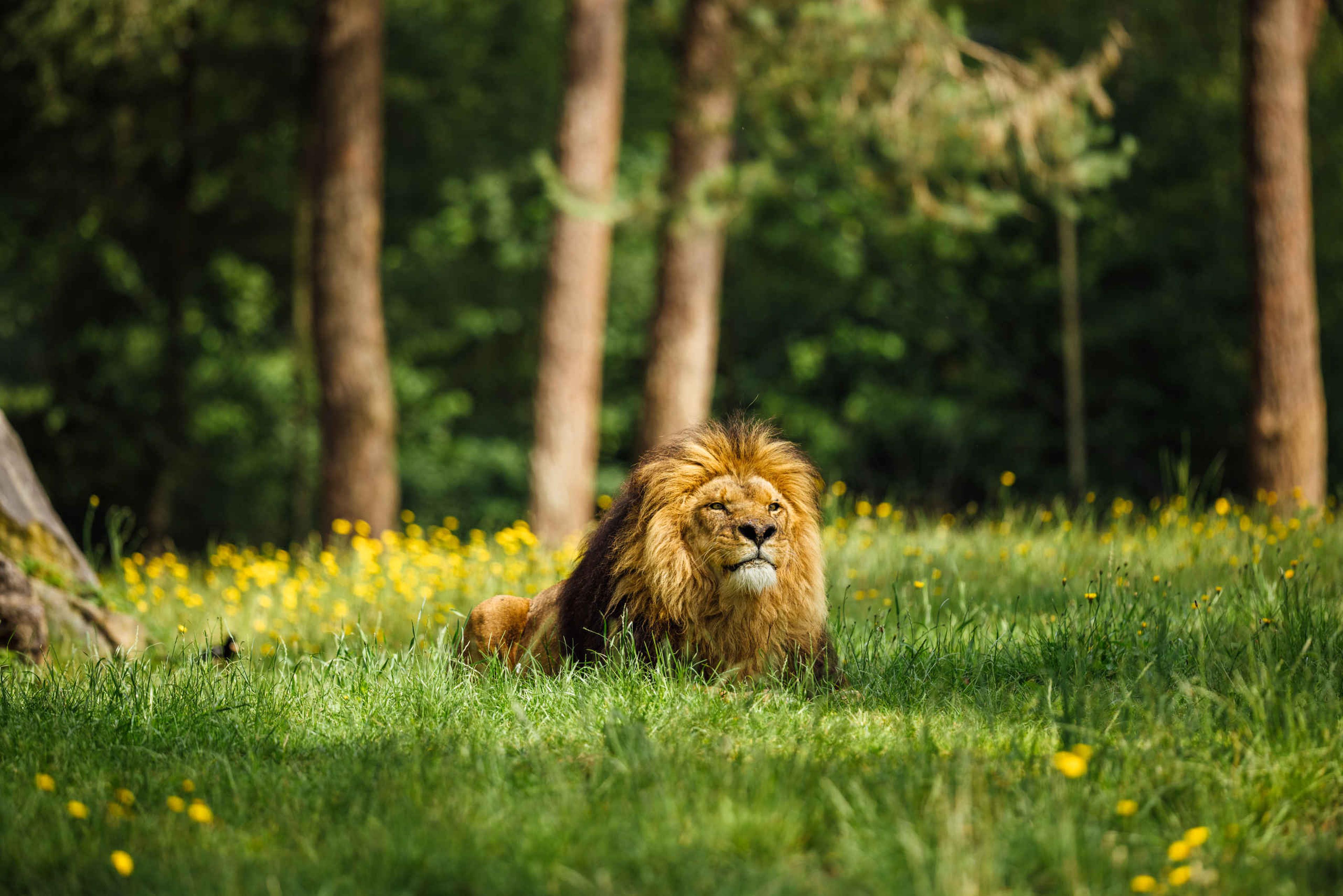 In het voorjaar de leeuw in het gras tussen de bloemen in Safaripark Beekse Bergen