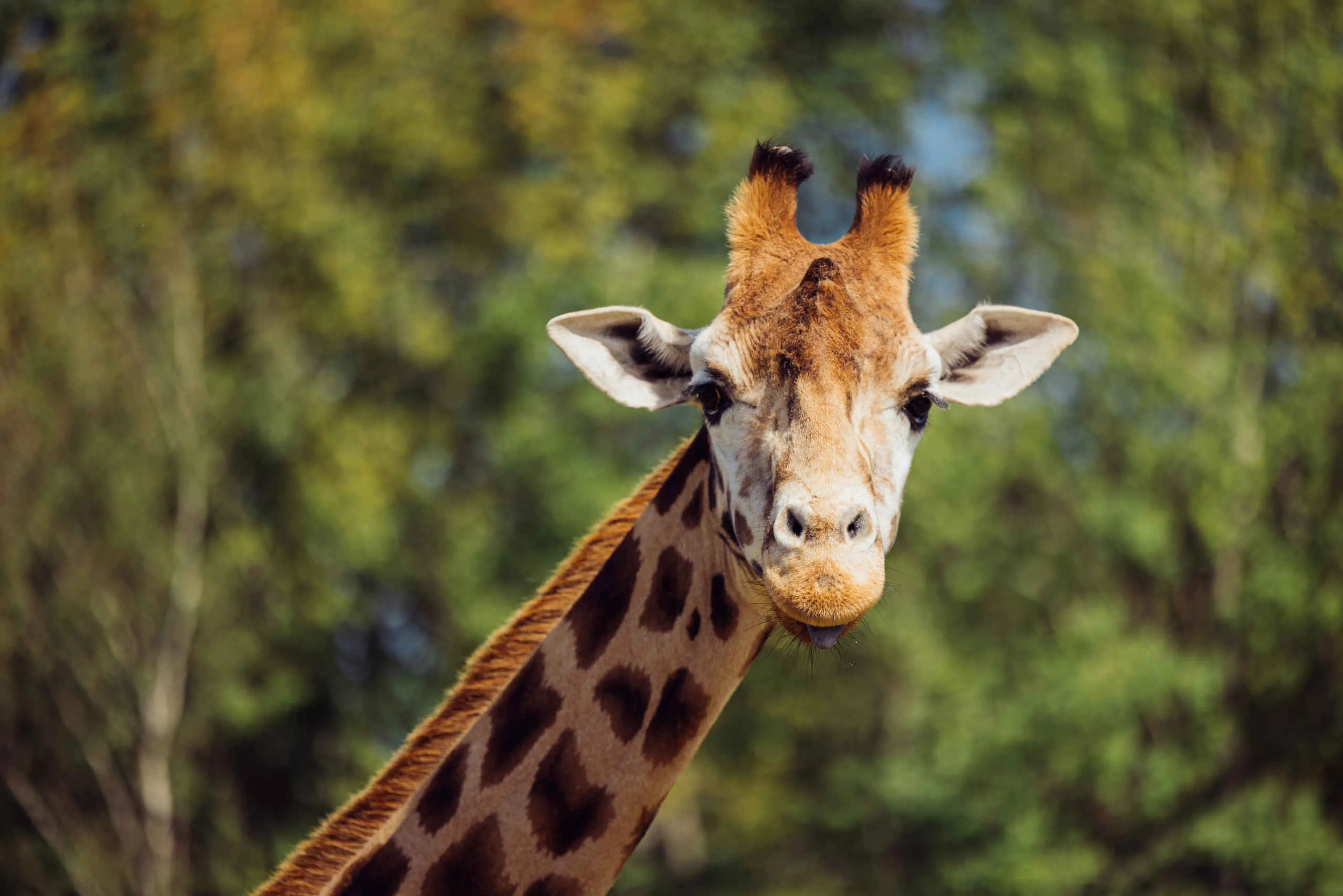 Close-up van een giraf in Safaripark Beekse Bergen
