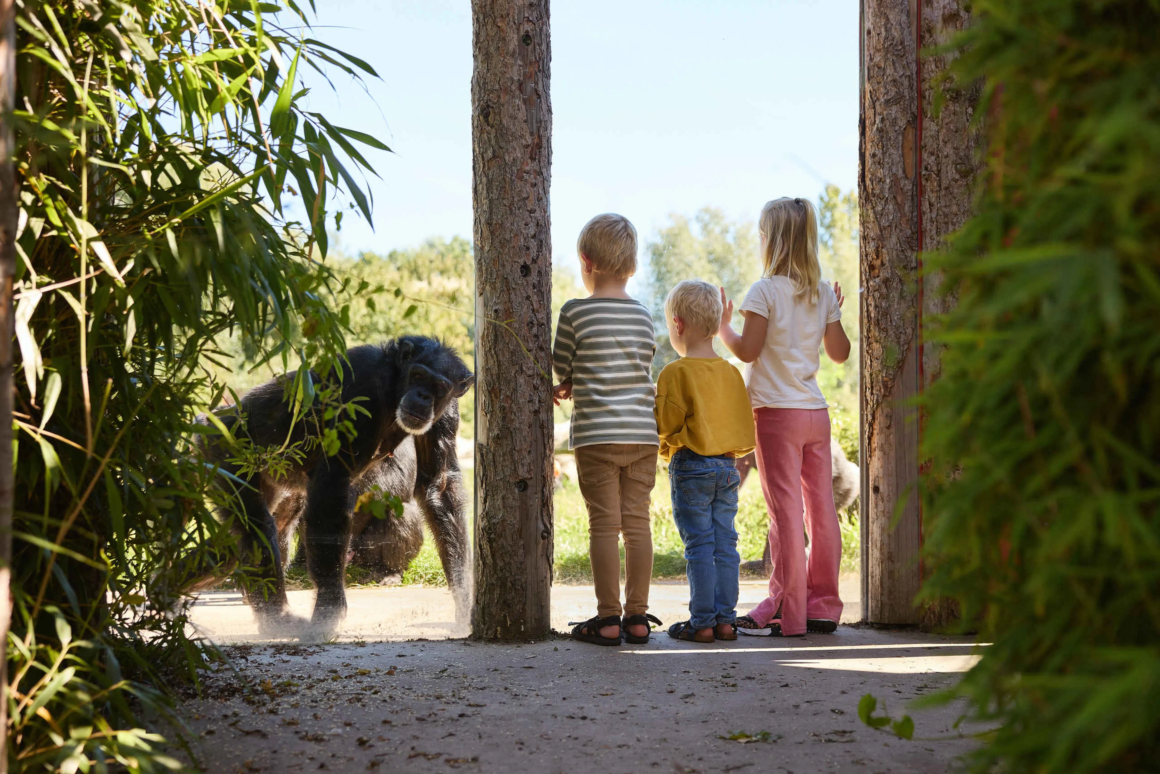 Kinderen kijken bij glas naar chimpansee in Eindhoven Zoo