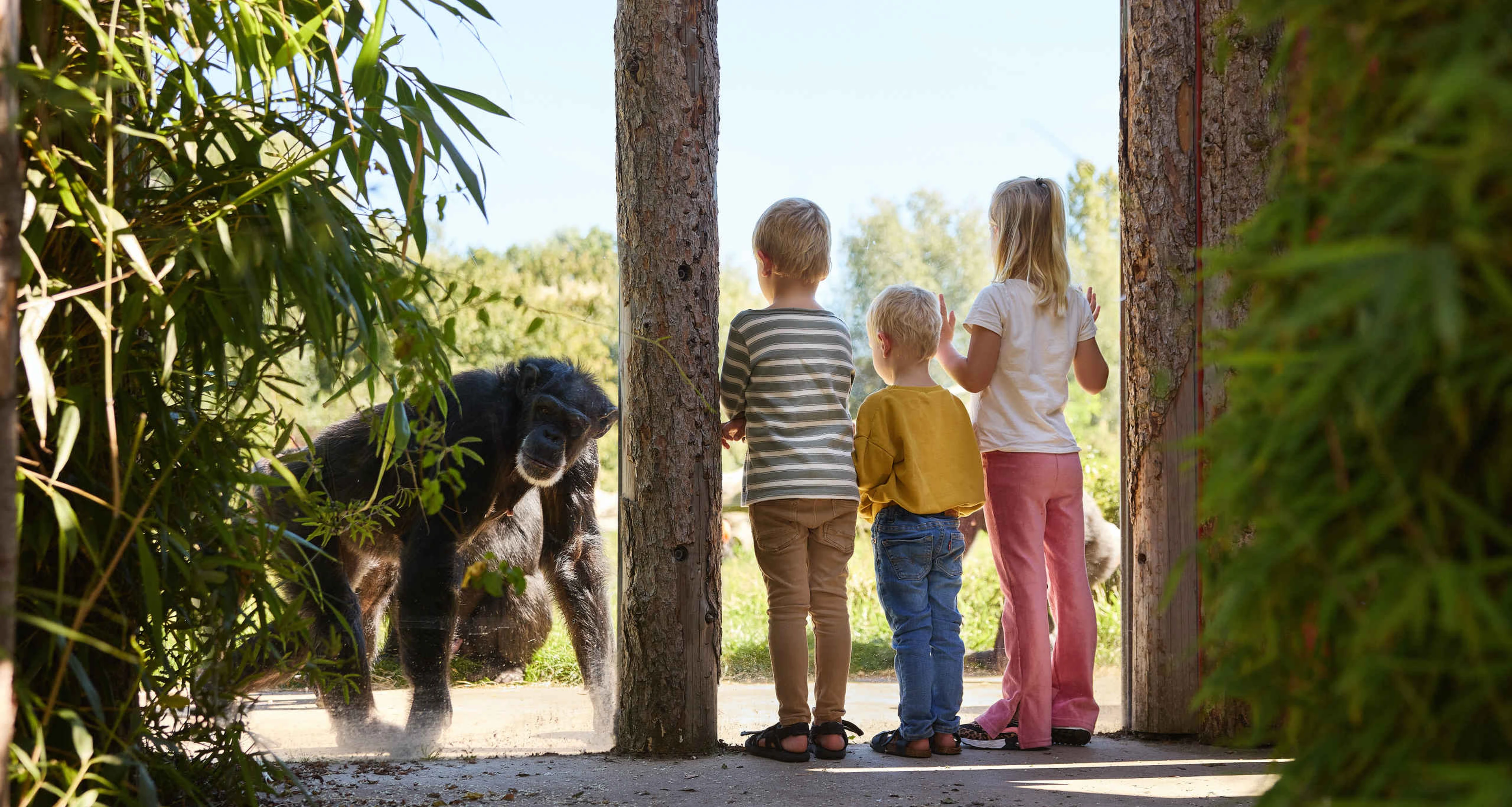 Kinderen kijken bij glas naar chimpansee in Eindhoven Zoo
