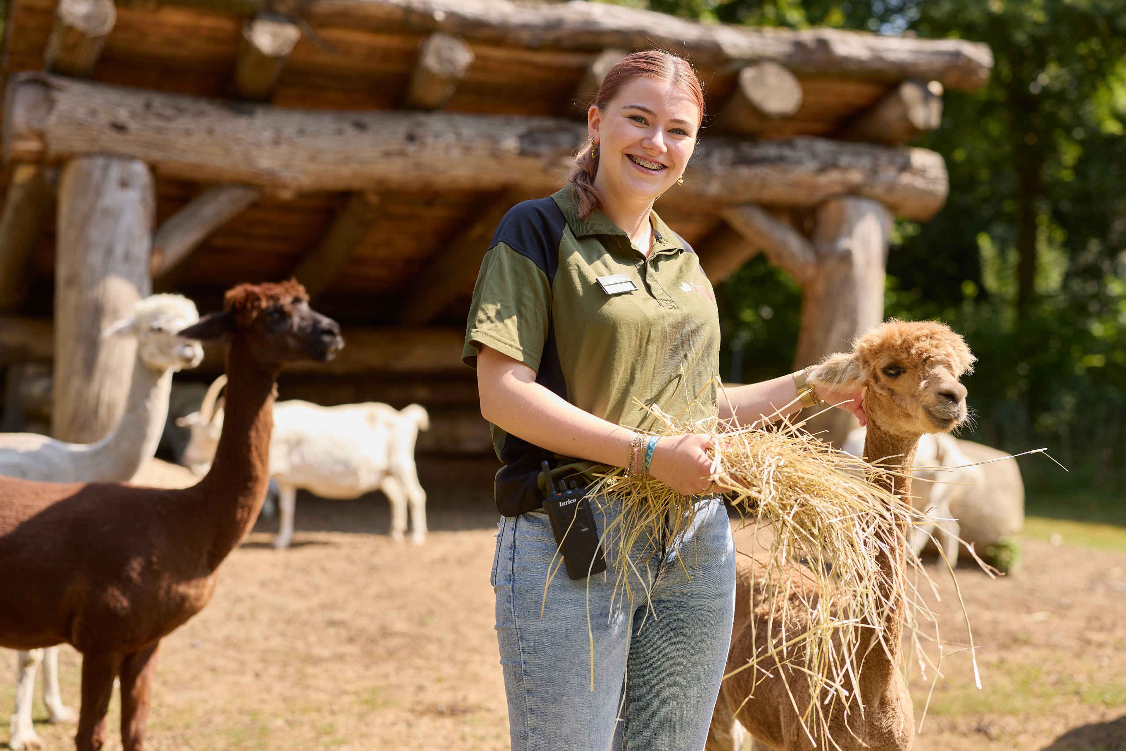 Stagiaire bij alpaca's in Vakantiepark Dierenbos