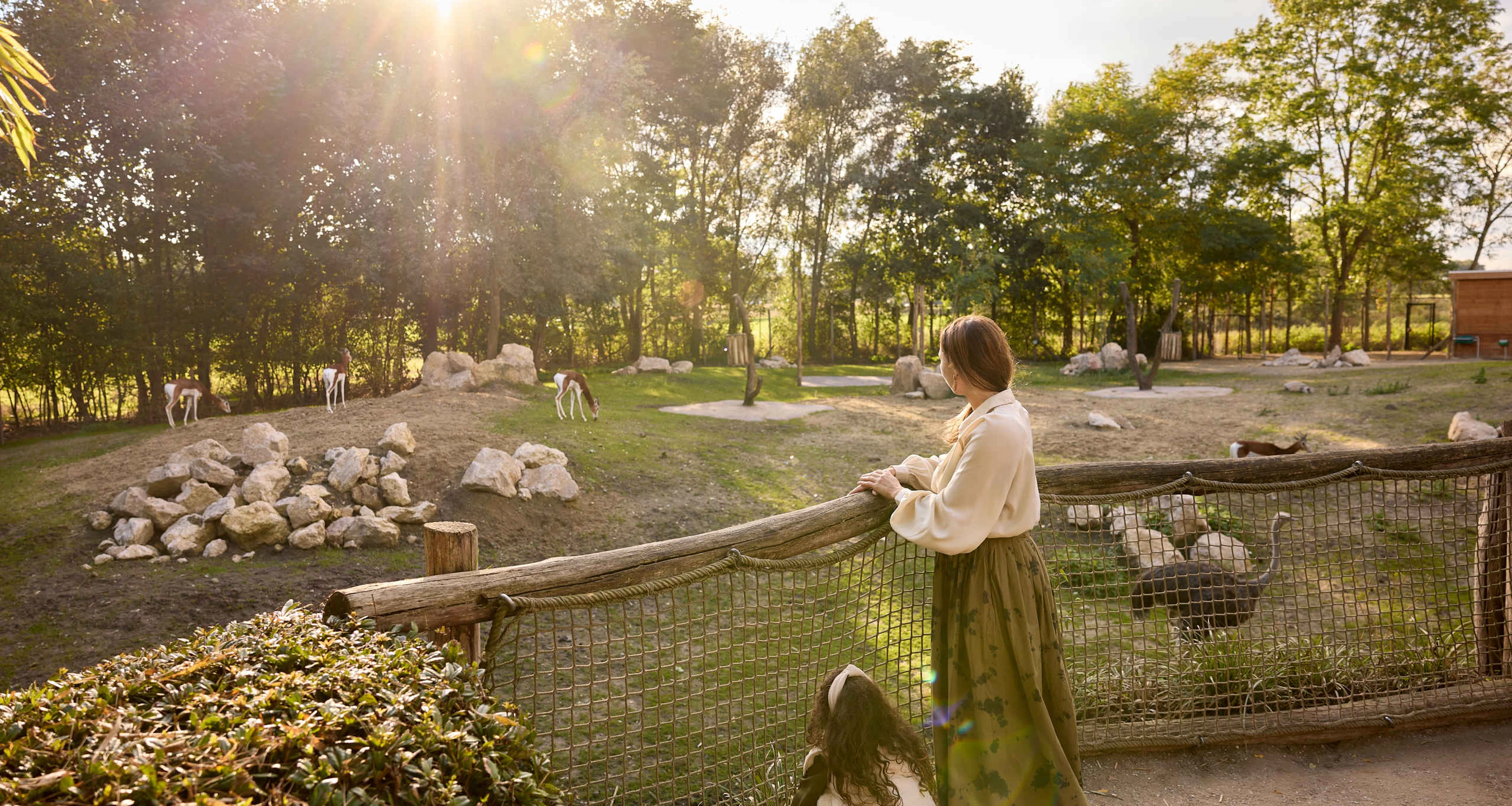 Moeder en kind in de zon bij de Mhorrgazelles in ZooParc Overloon