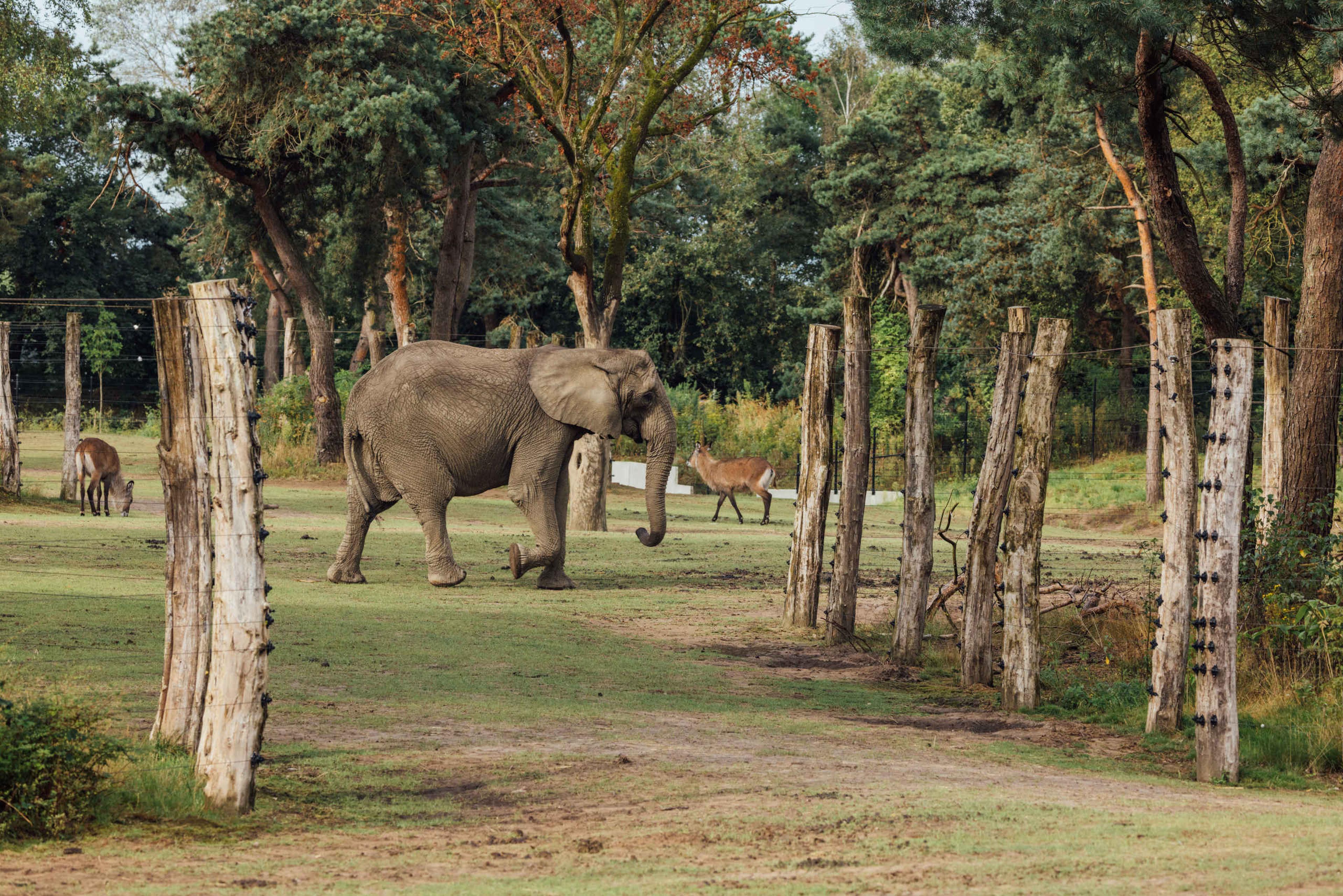 Olifant tussen de bomen in de olifantenvallei bij Safaripark Beekse Bergen
