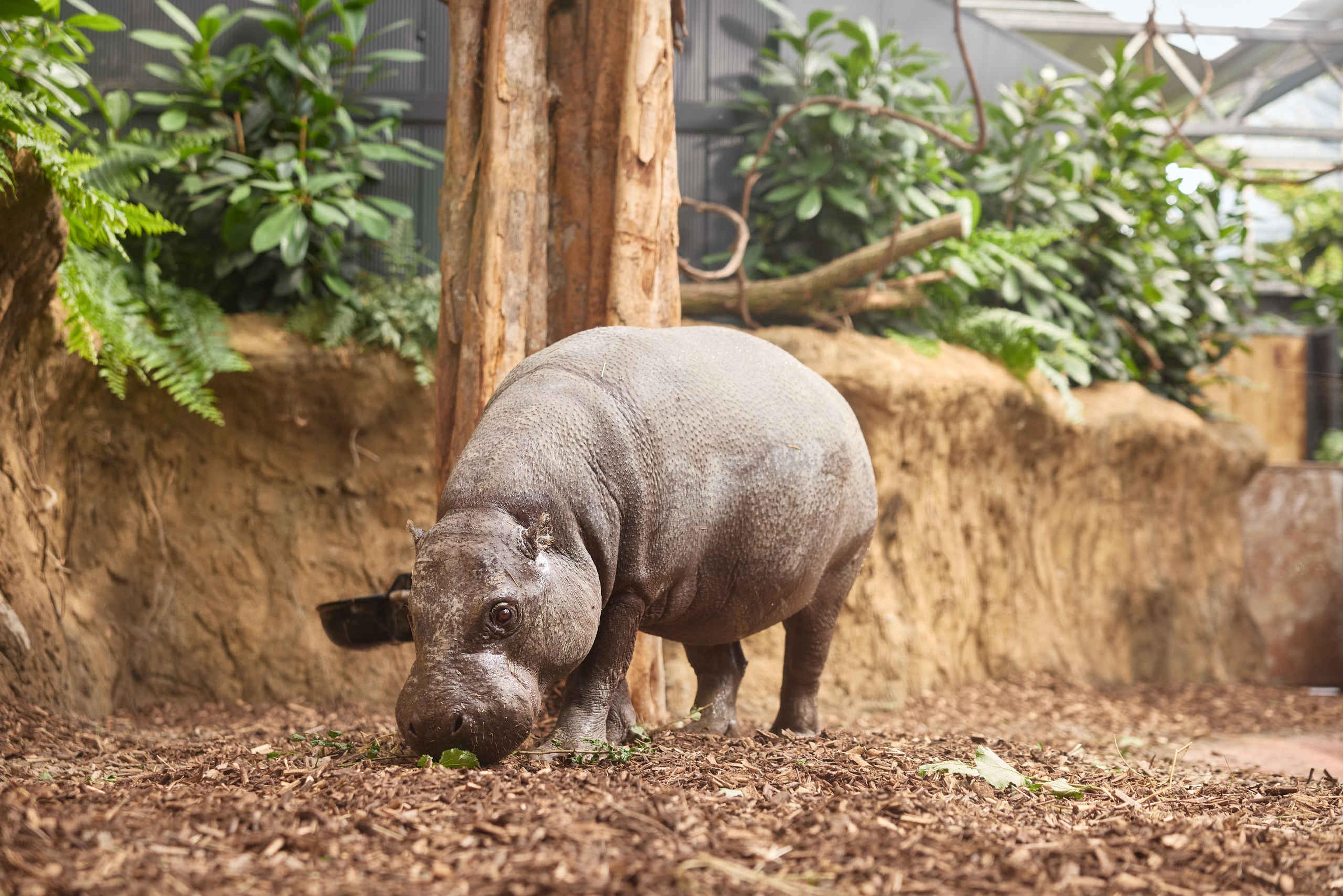 Een dwergnijlpaard in zijn binnenverblijf in Ngyuwe in ZooParc Overloon