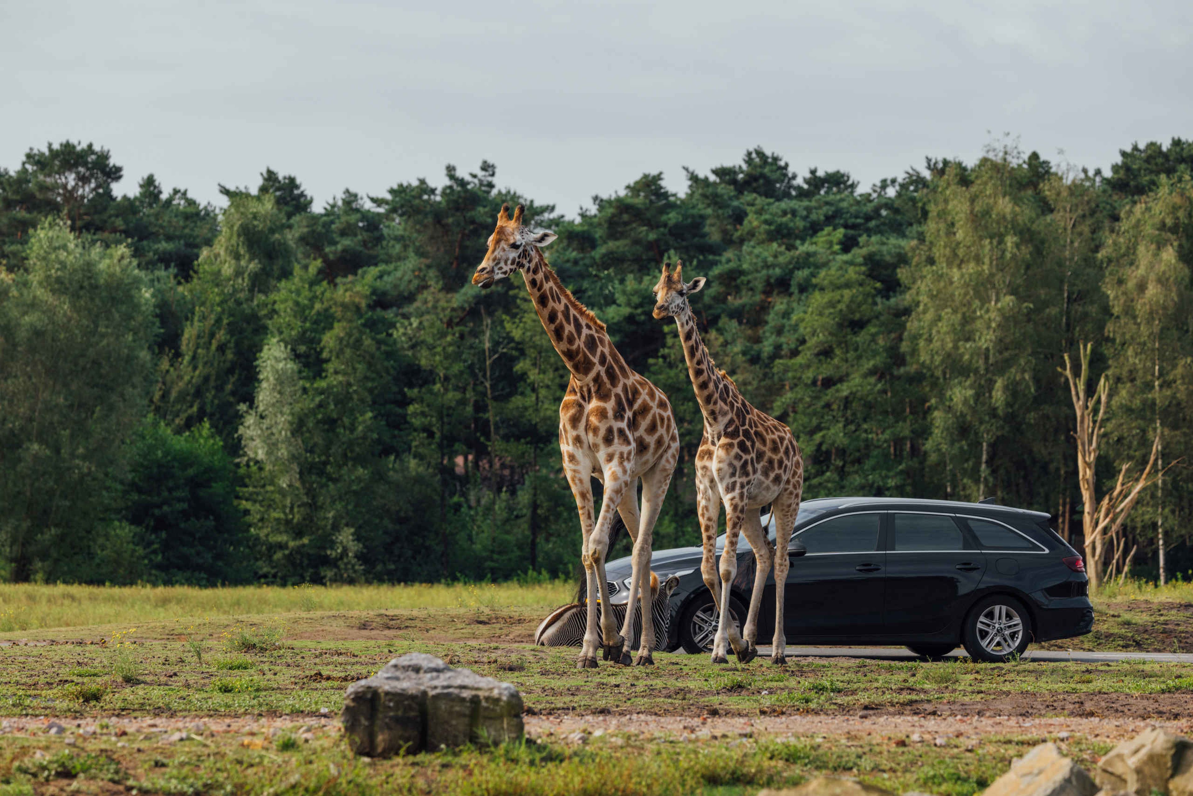 Autosafari giraffen savanne Safaripark Beekse Bergen