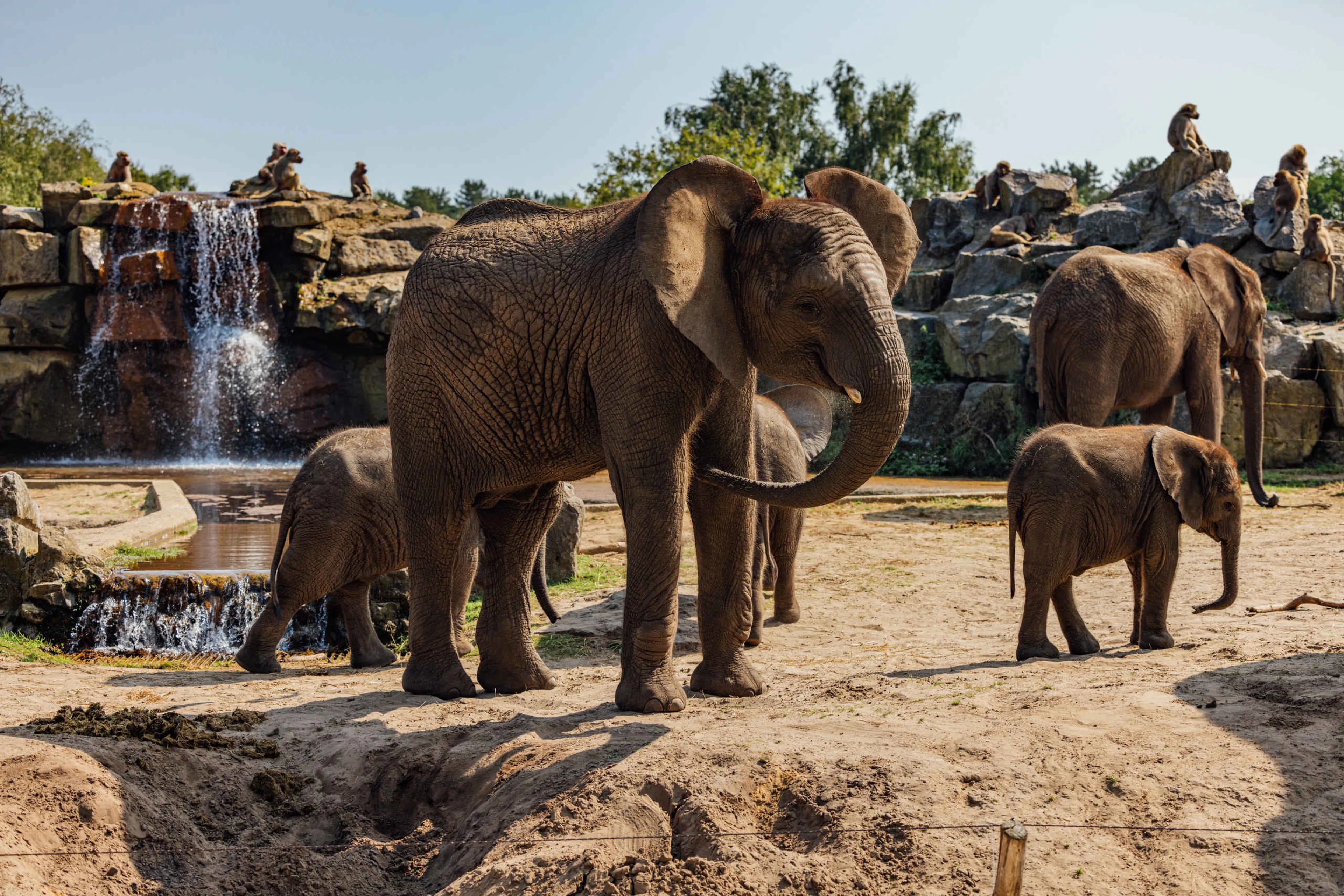 Olifanten en jonge olifanten in olifantenvallei in Safaripark Beekse Bergen