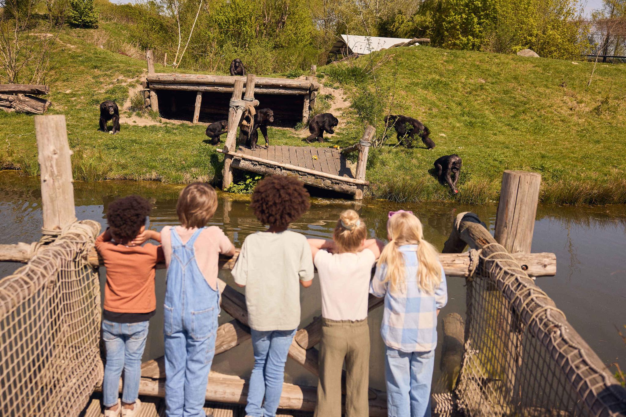 Een groepje kinderen bekijken de chimpansees in hun verblijf in Eindhoven Zoo