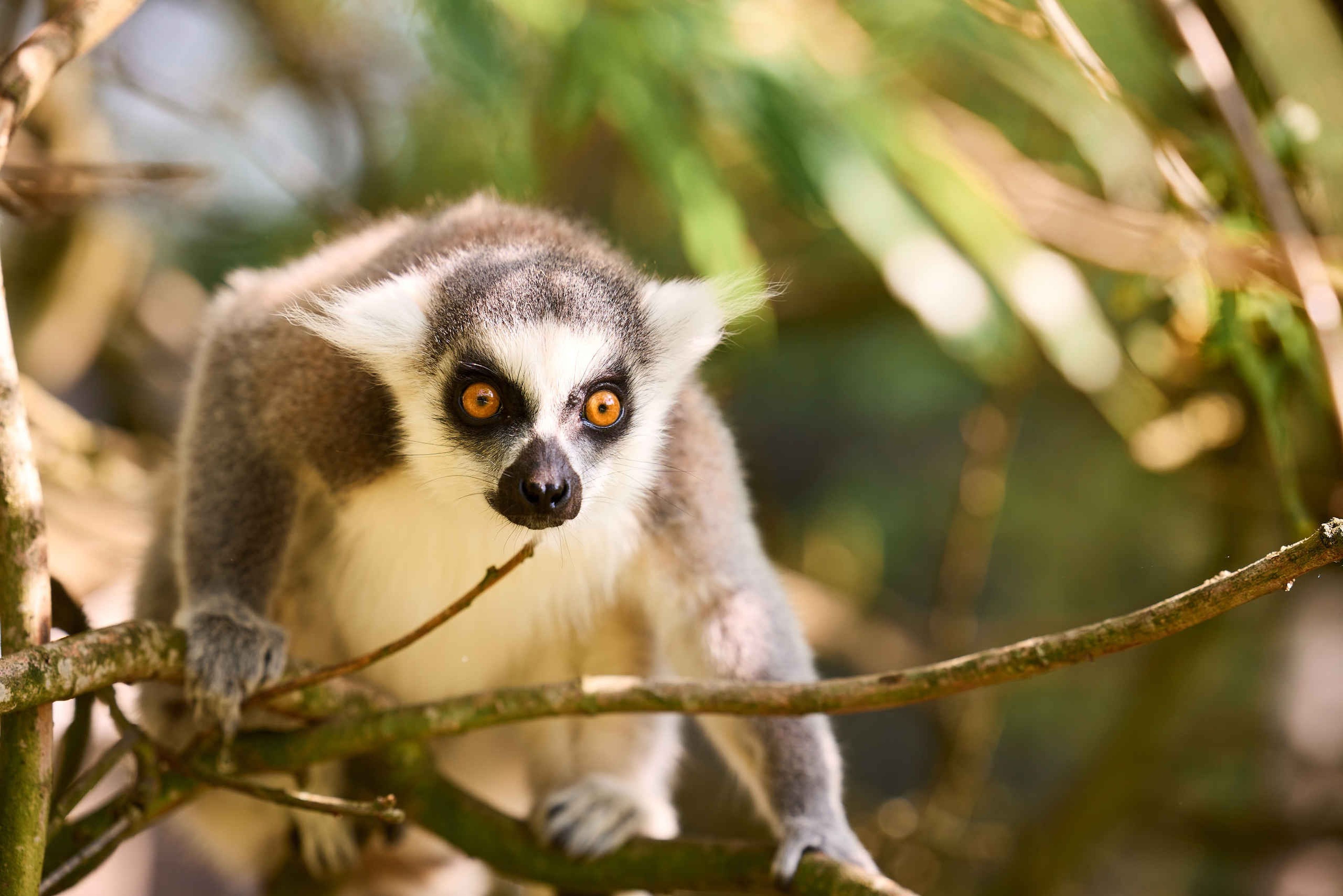 Een ringstaartmaki zit in een boom bij AquaZoo Leeuwarden.