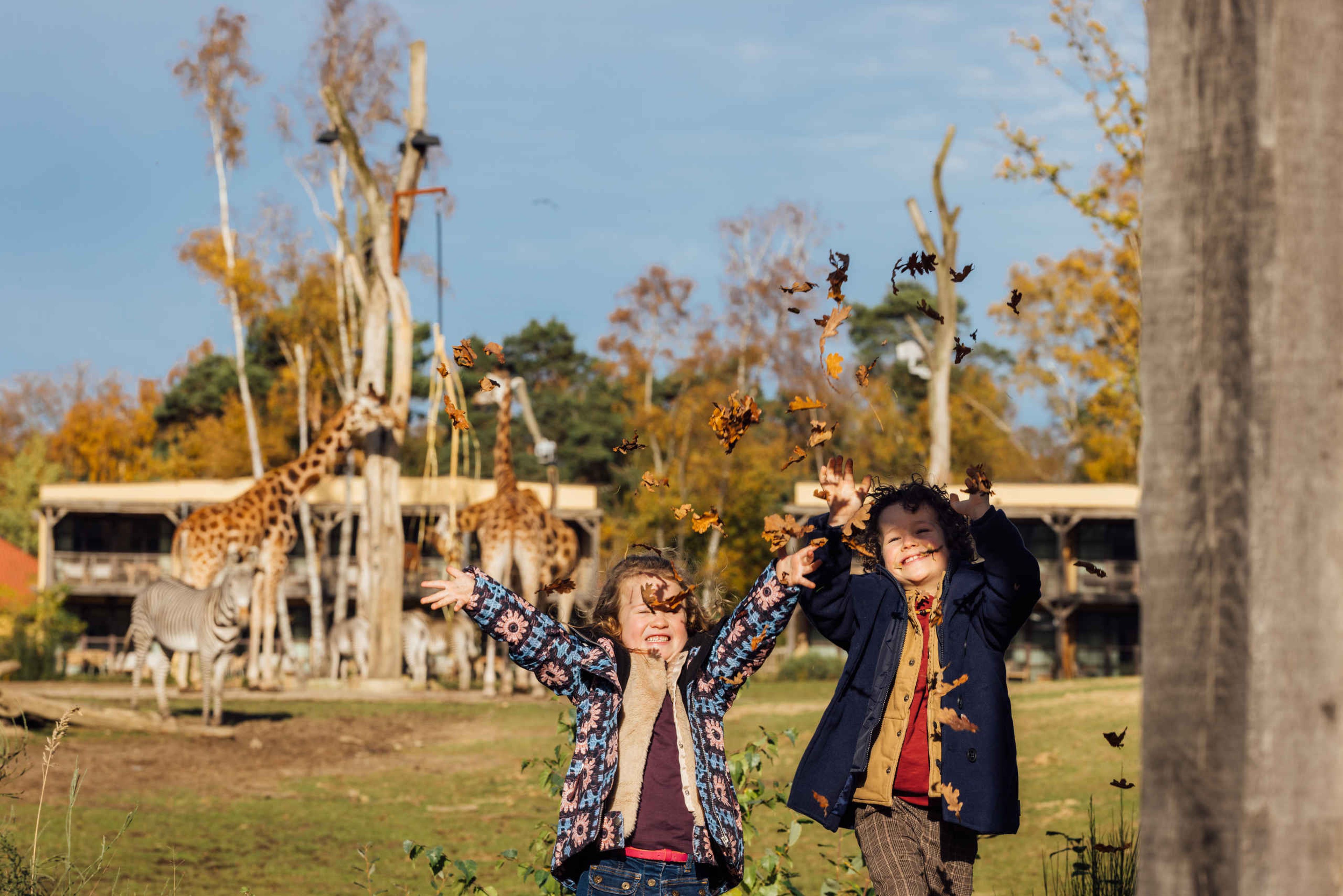 Giraffen zebra's en kinderen in de herfst bij het Safari Hotel in Beekse Bergen