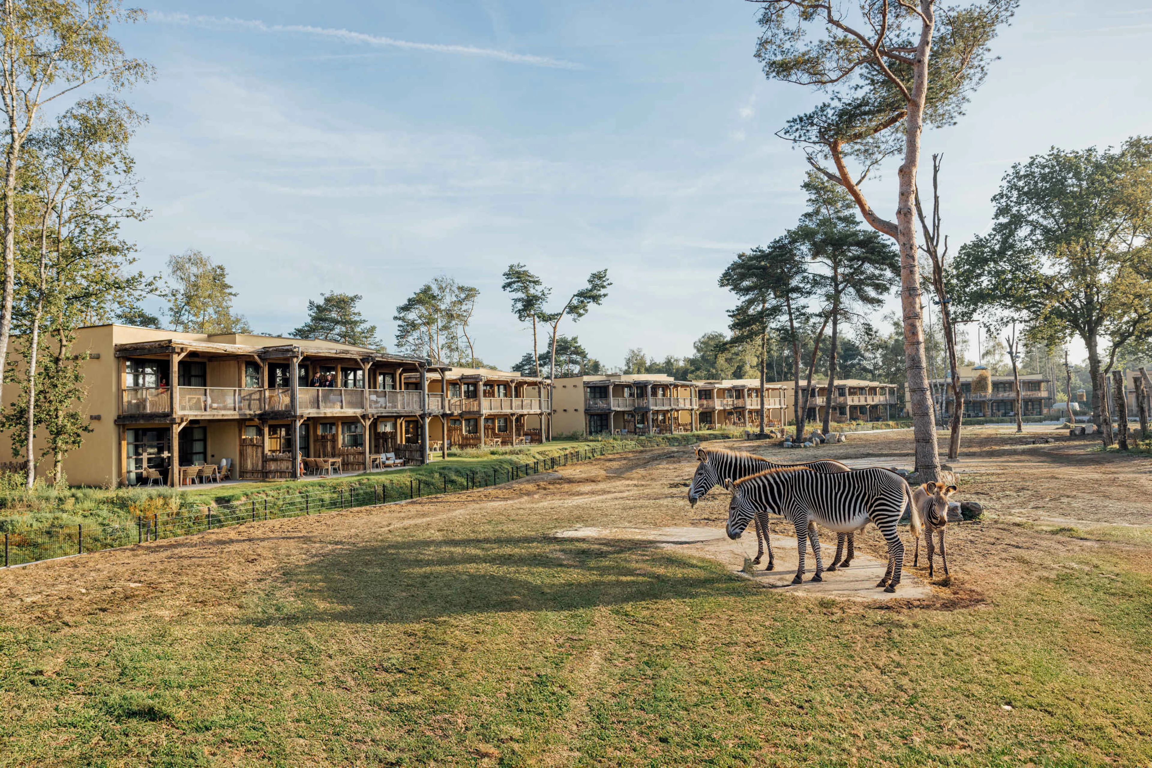 Twee zebra's staan met hun jong op de savanne van Safari Hotel Beekse Bergen bij Bar & Restaurant Nommos.