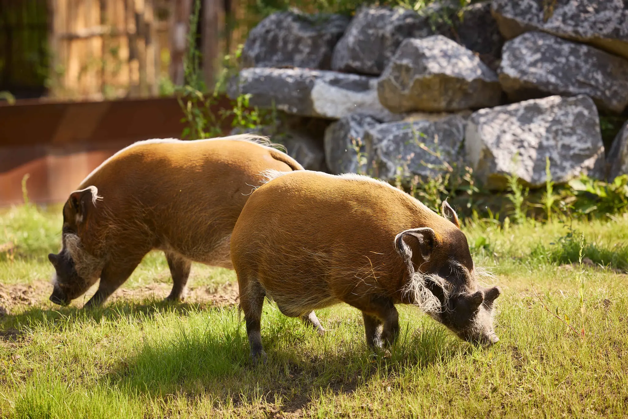 Twee penseelzwijnen zoeken in het gras naar eten in ZooParc Overloon