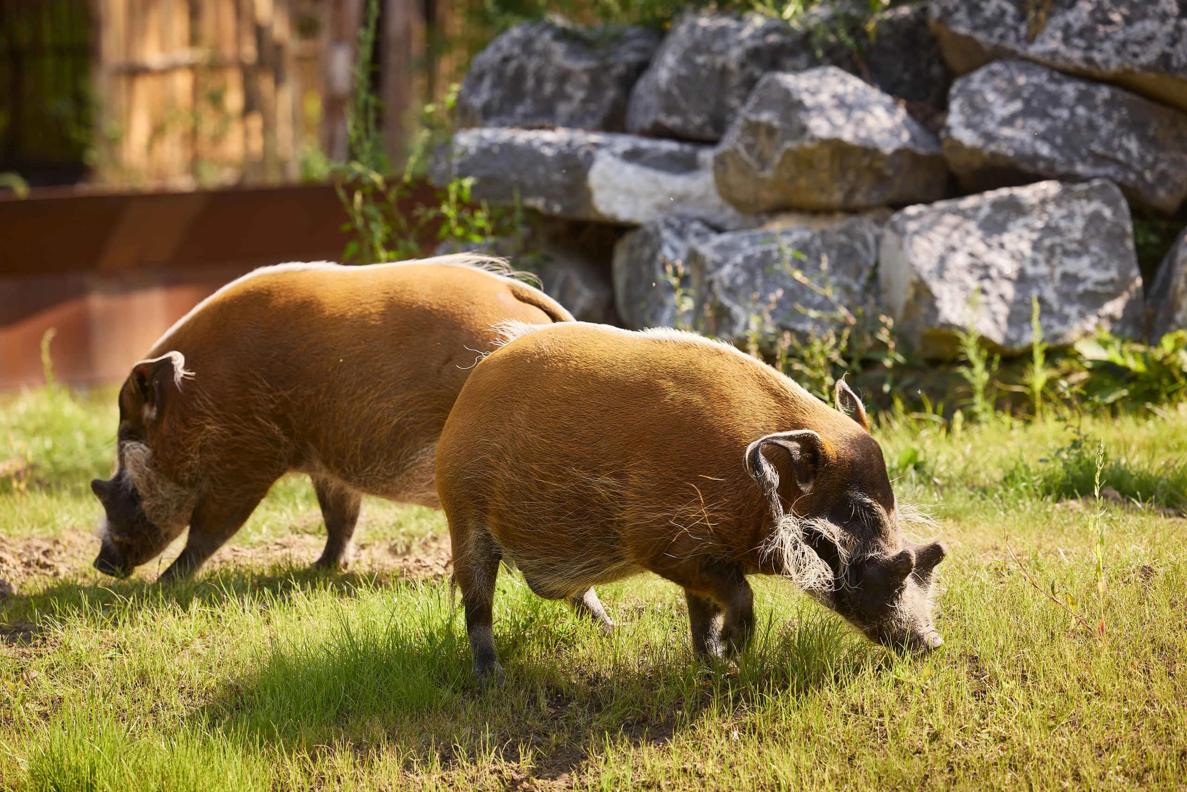 Twee penseelzwijnen zoeken in het gras naar eten in ZooParc Overloon
