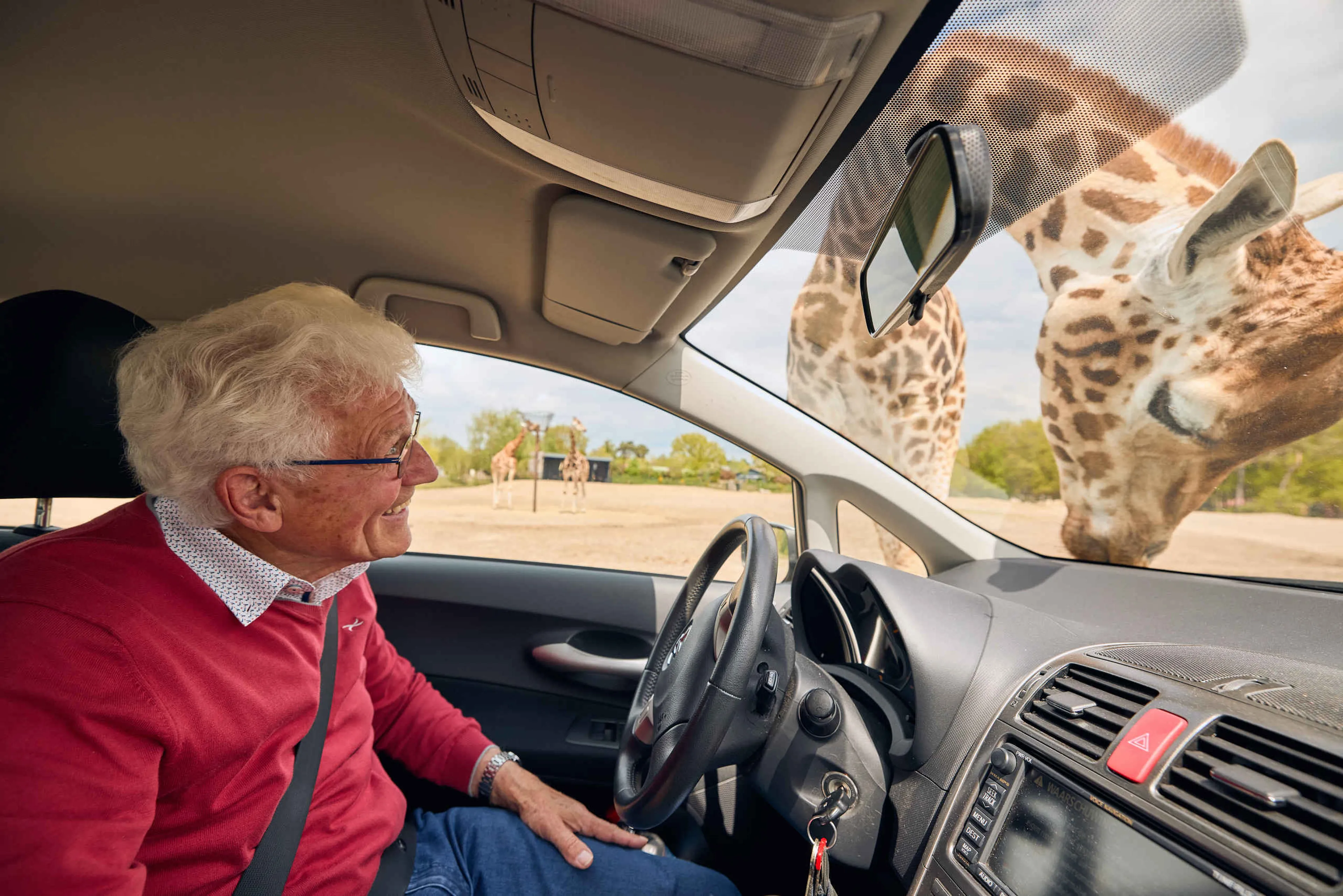 Grootouder tijdens autosafari bij giraffen is opa in Safaripark Beekse Bergen