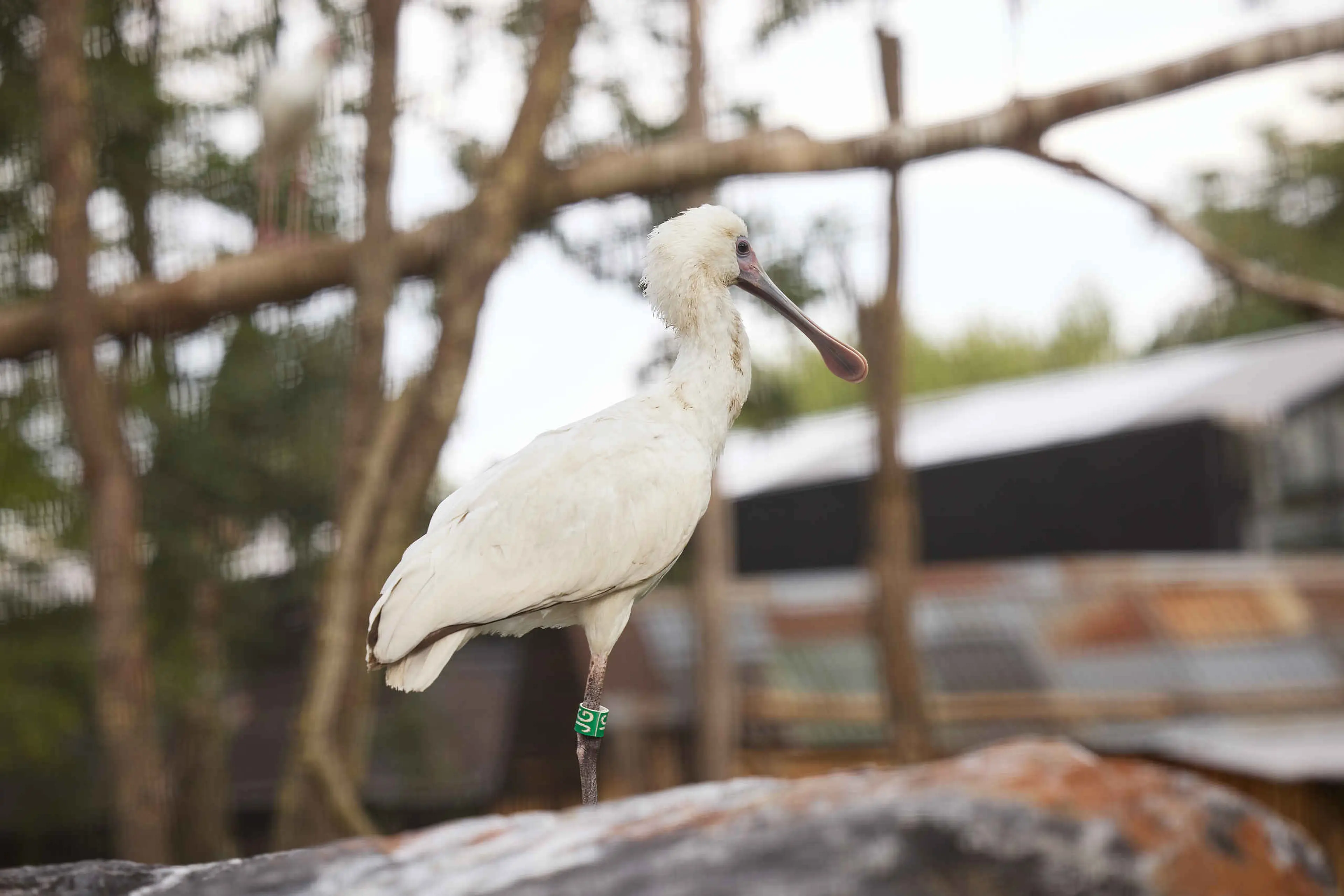 Afrikaanse lepelaar in verblijf in Safaripark Beekse Bergen