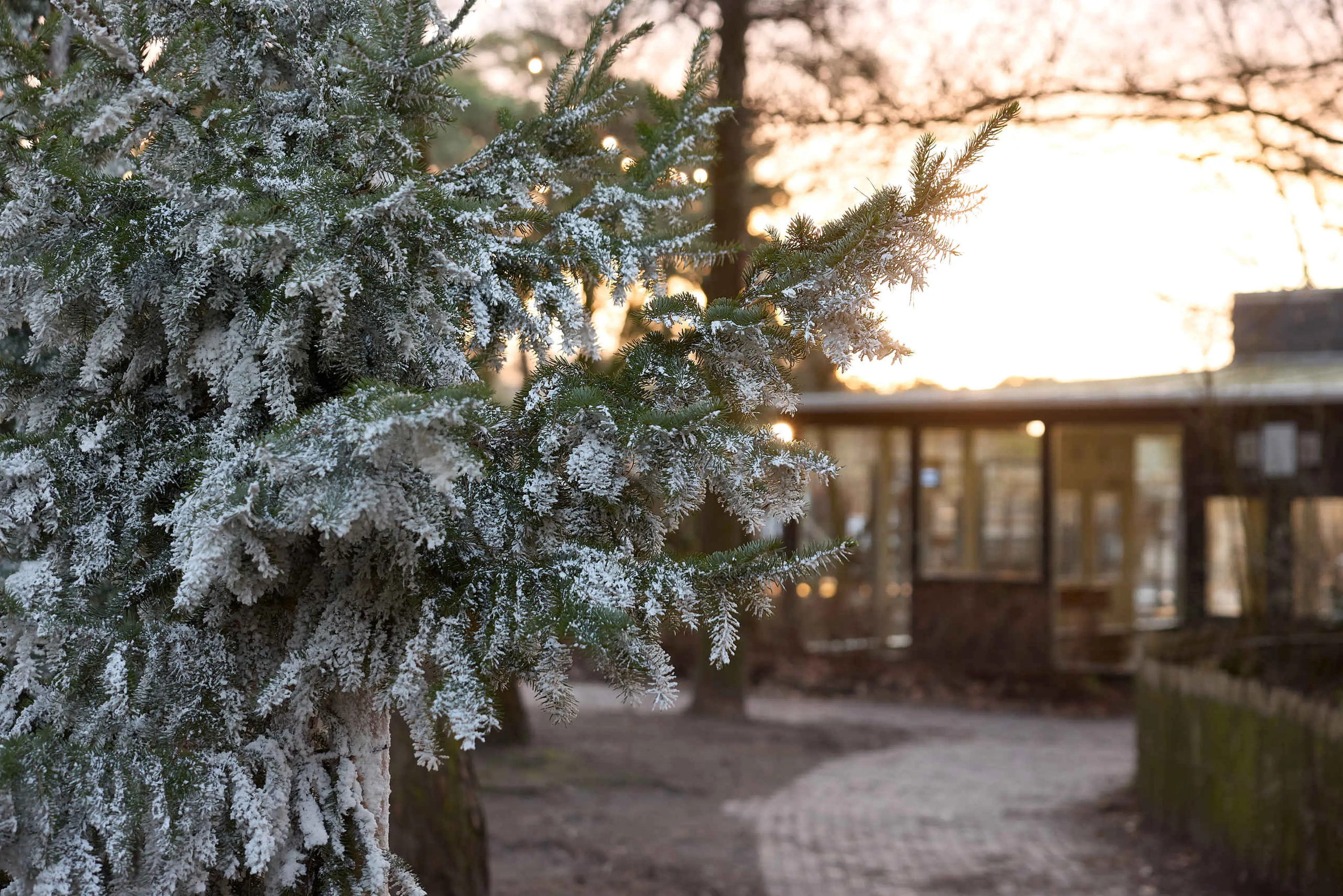 Een besneeuwde kerstboom bij Safari Resort Beekse Bergen