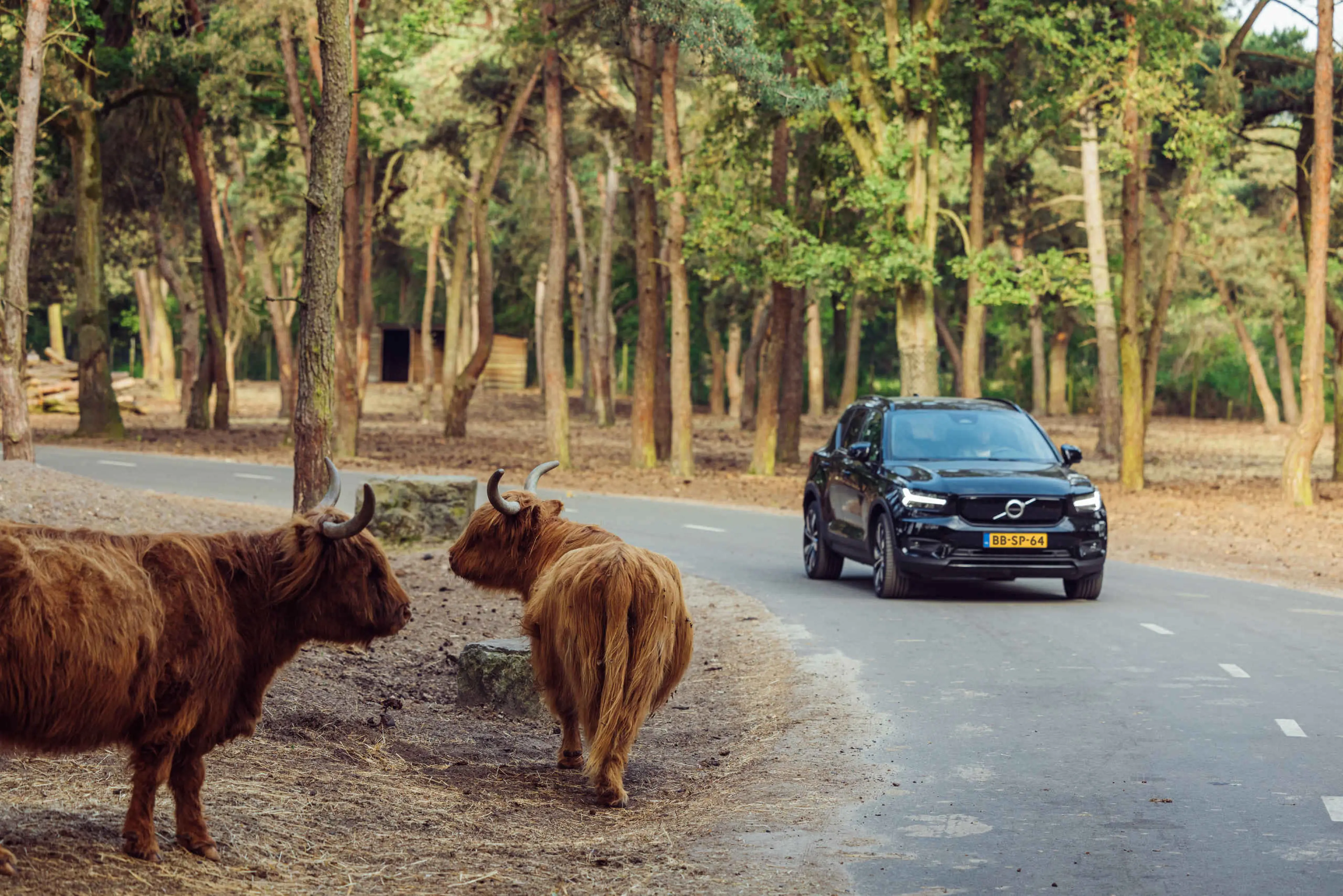 Autosafari auto Schotse Hooglander Safaripark Beekse Bergen