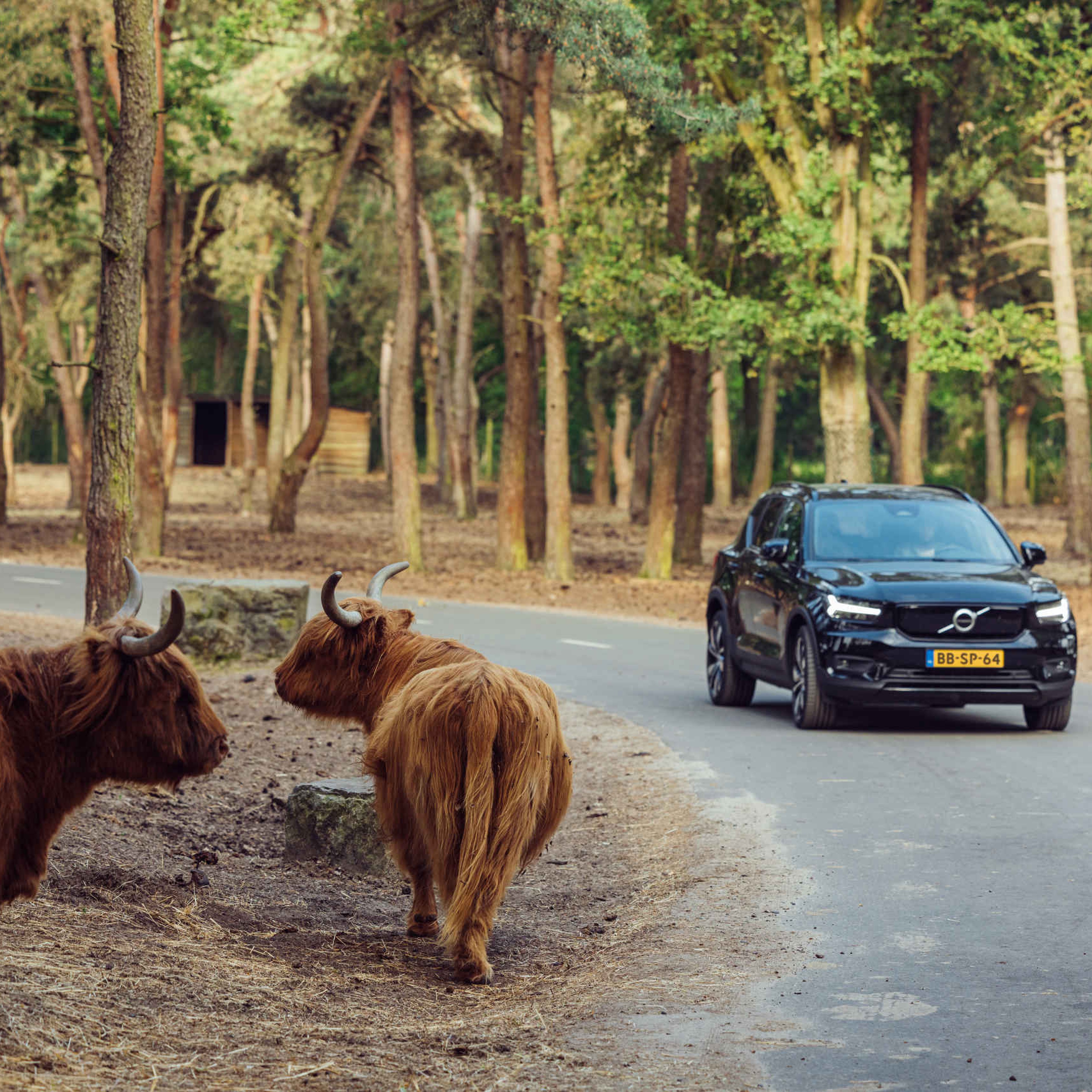 Autosafari auto Schotse Hooglander Safaripark Beekse Bergen