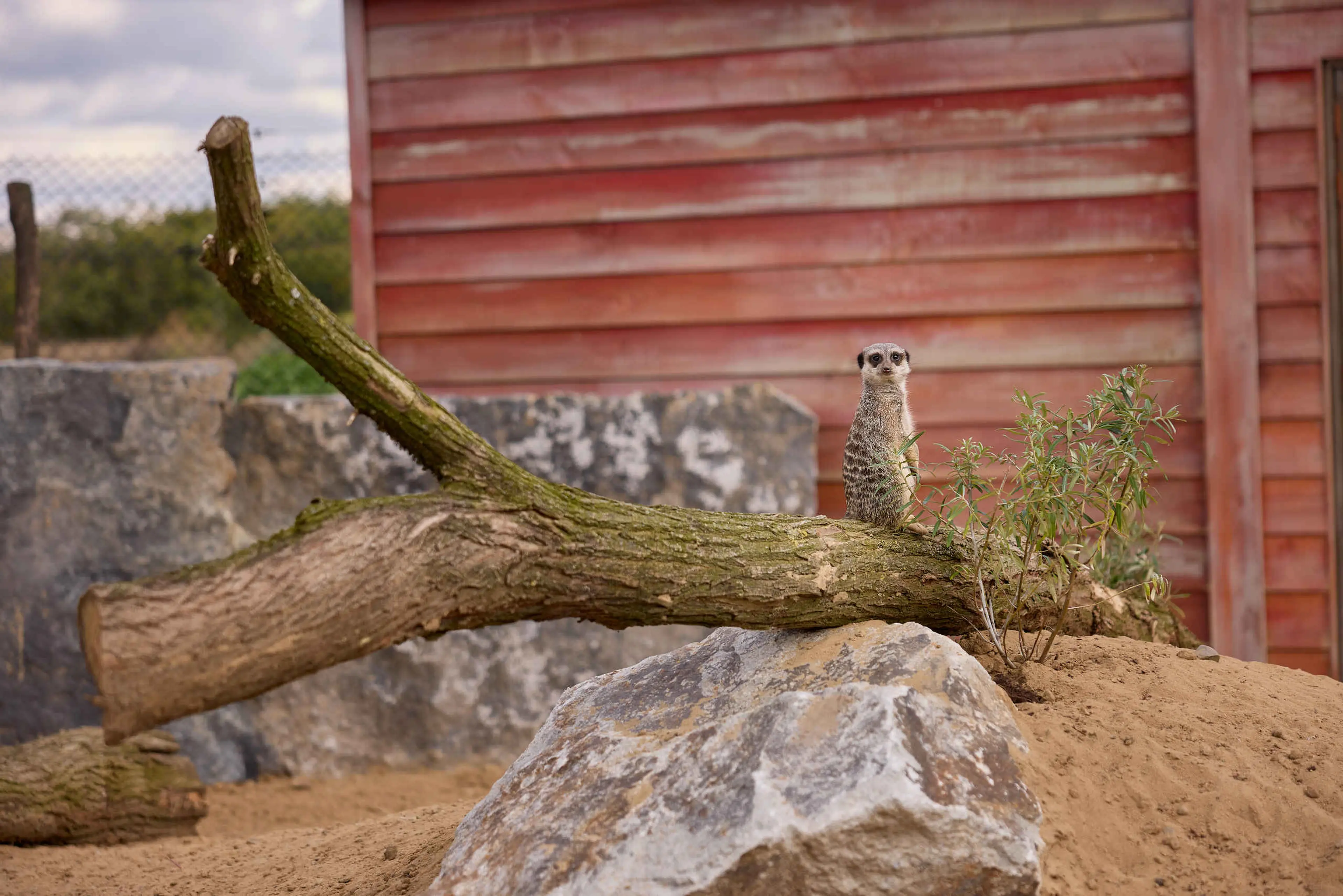 Zooparc Ngorongoro stokstaartje